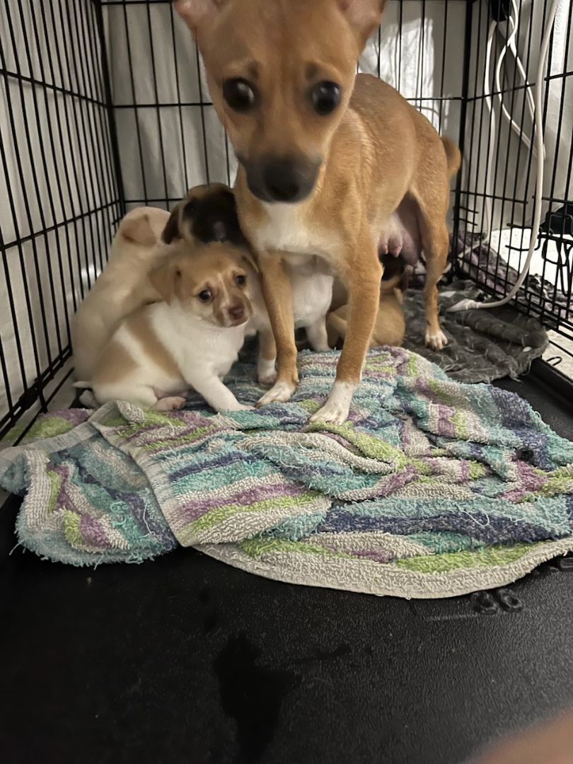 Ruby, Adopted, Adult Female Chihuahua.