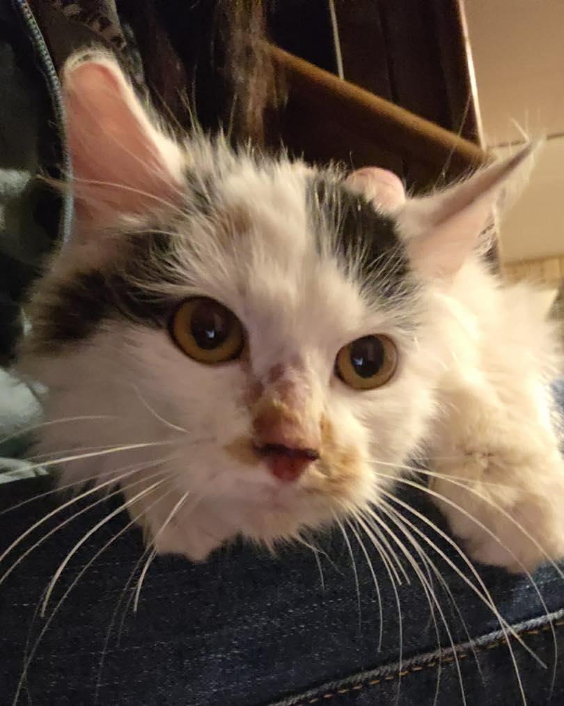 Enlarge Nova, a ADOPTABLE Domestic Long Hair in Price, UT image 1/1