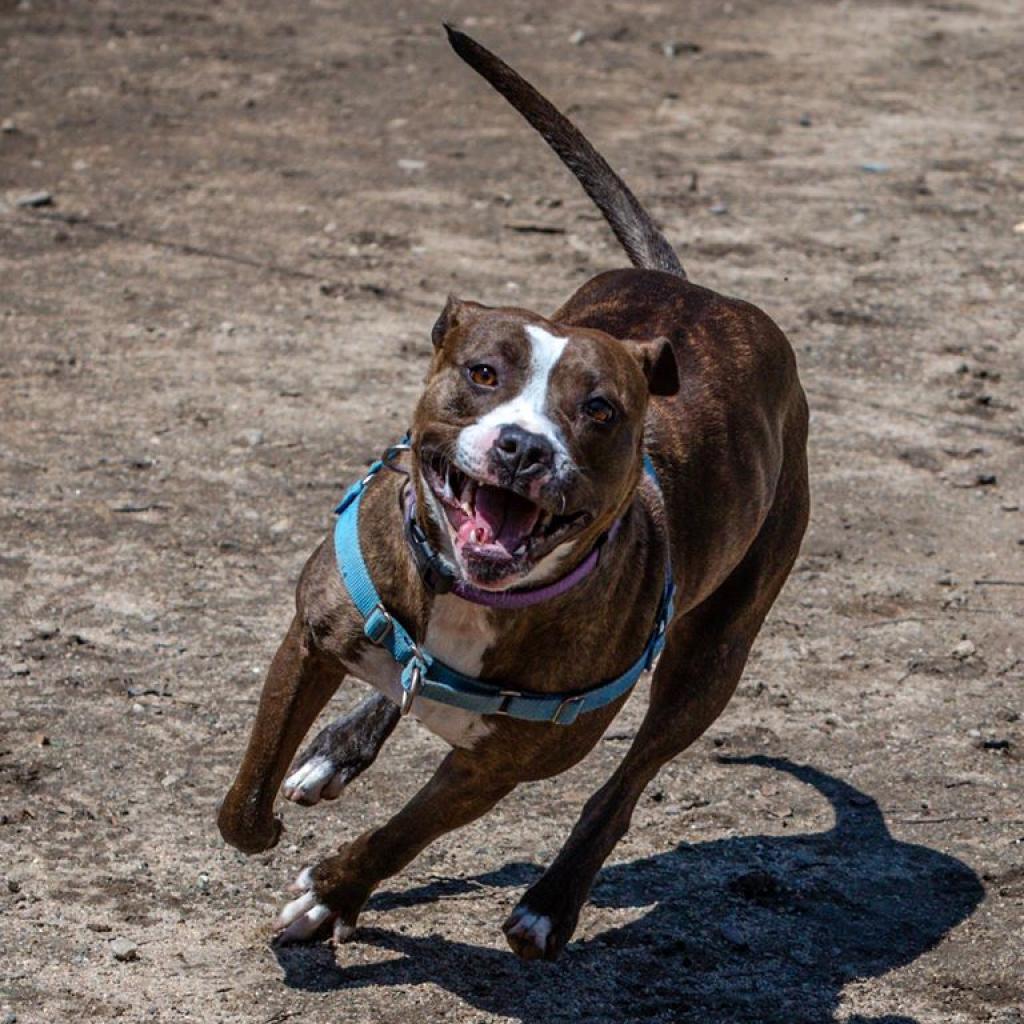 Enlarge Jaycee, a Adoptable mixed breed in Kanab, UT image 1/6