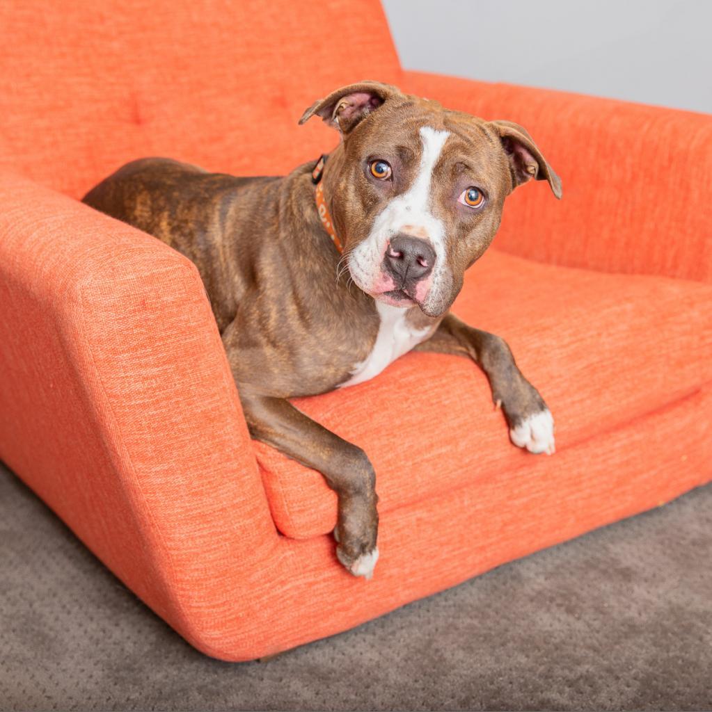 Enlarge Jaycee, a Adoptable mixed breed in Kanab, UT image 2/6