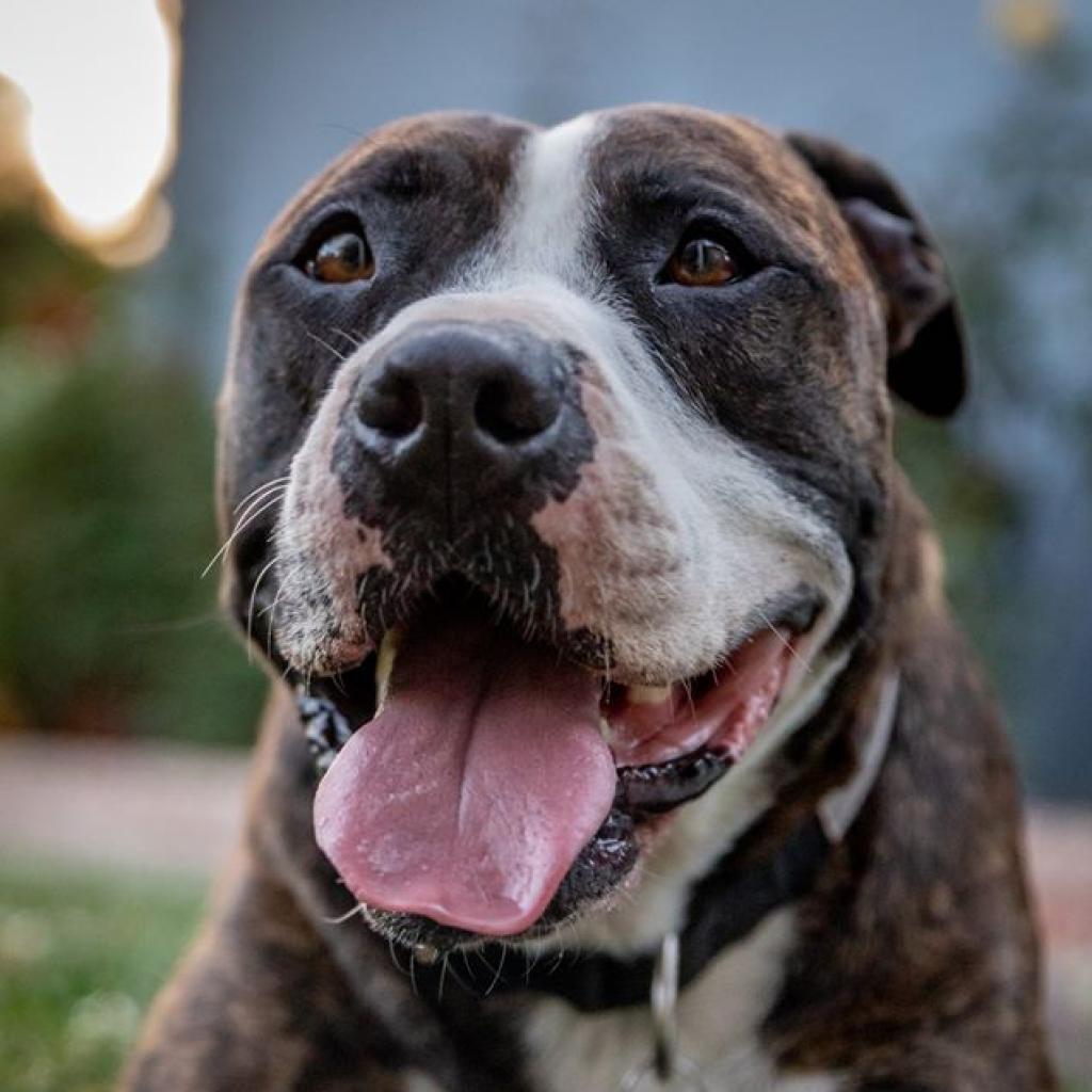 Enlarge Jaycee, a Adoptable mixed breed in Kanab, UT image 3/6