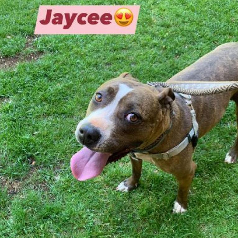 Enlarge Jaycee, a Adoptable mixed breed in Kanab, UT image 4/6