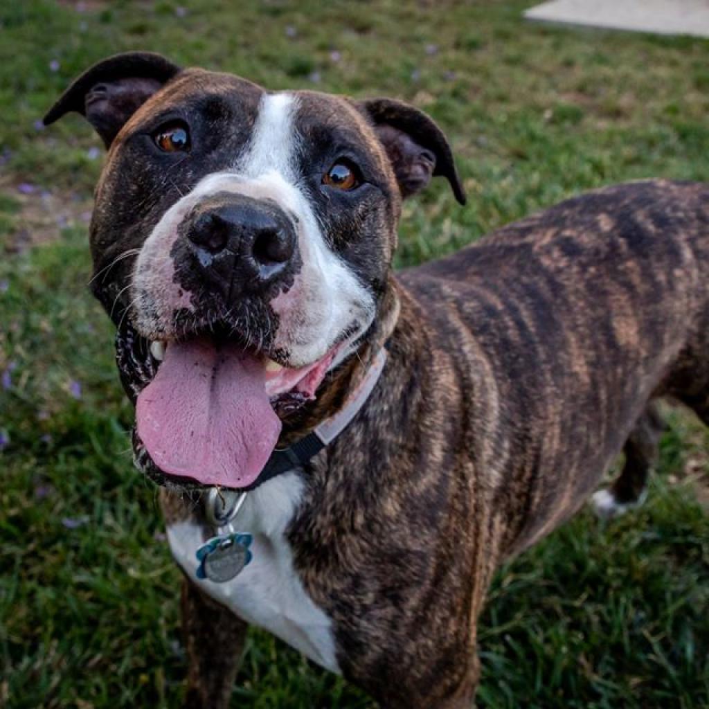 Enlarge Jaycee, a Adoptable mixed breed in Kanab, UT image 5/6