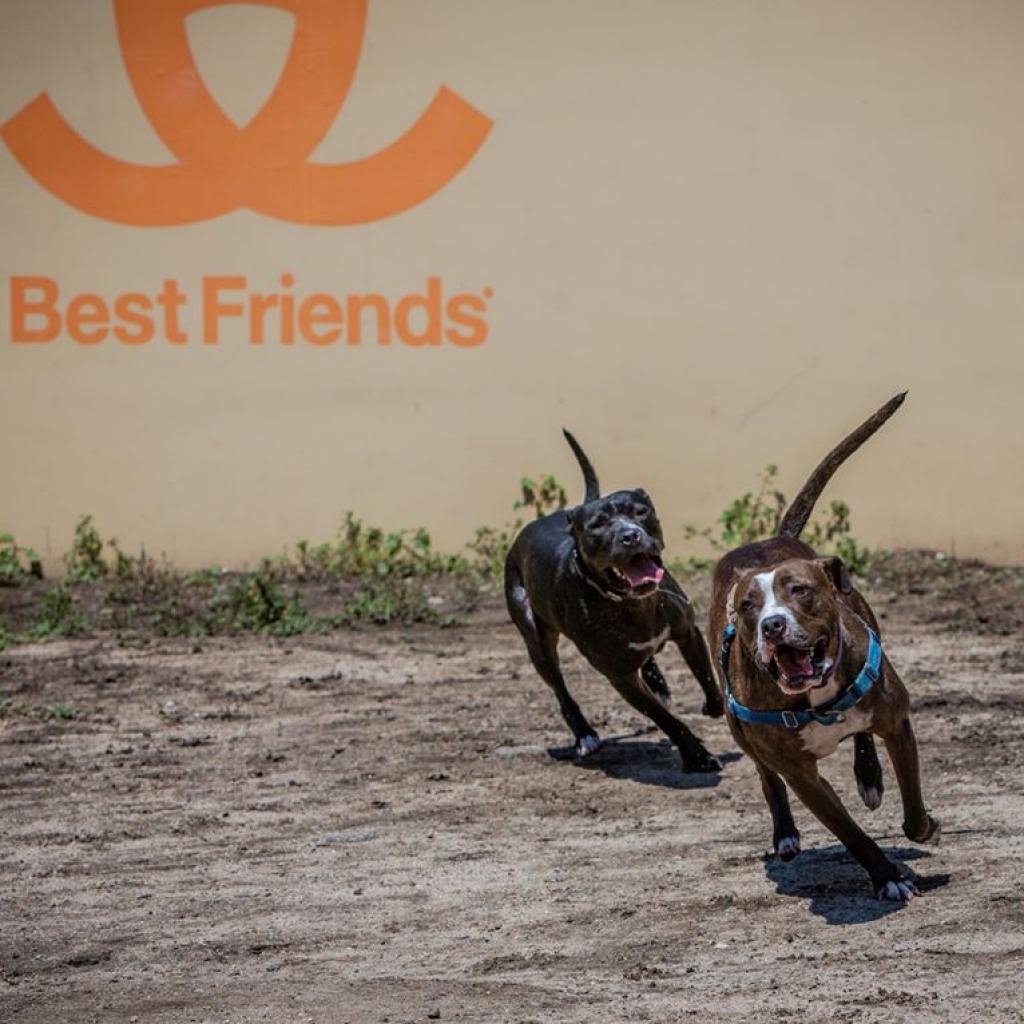 Enlarge Jaycee, a Adoptable mixed breed in Kanab, UT image 6/6