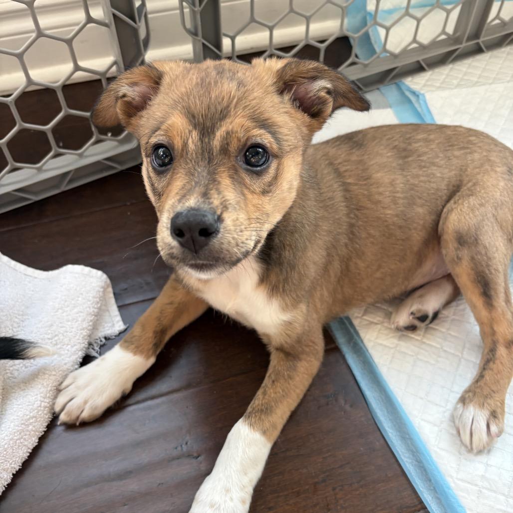 Willow, Adoptable, Puppy Female Plott Hound & Mixed Breed.