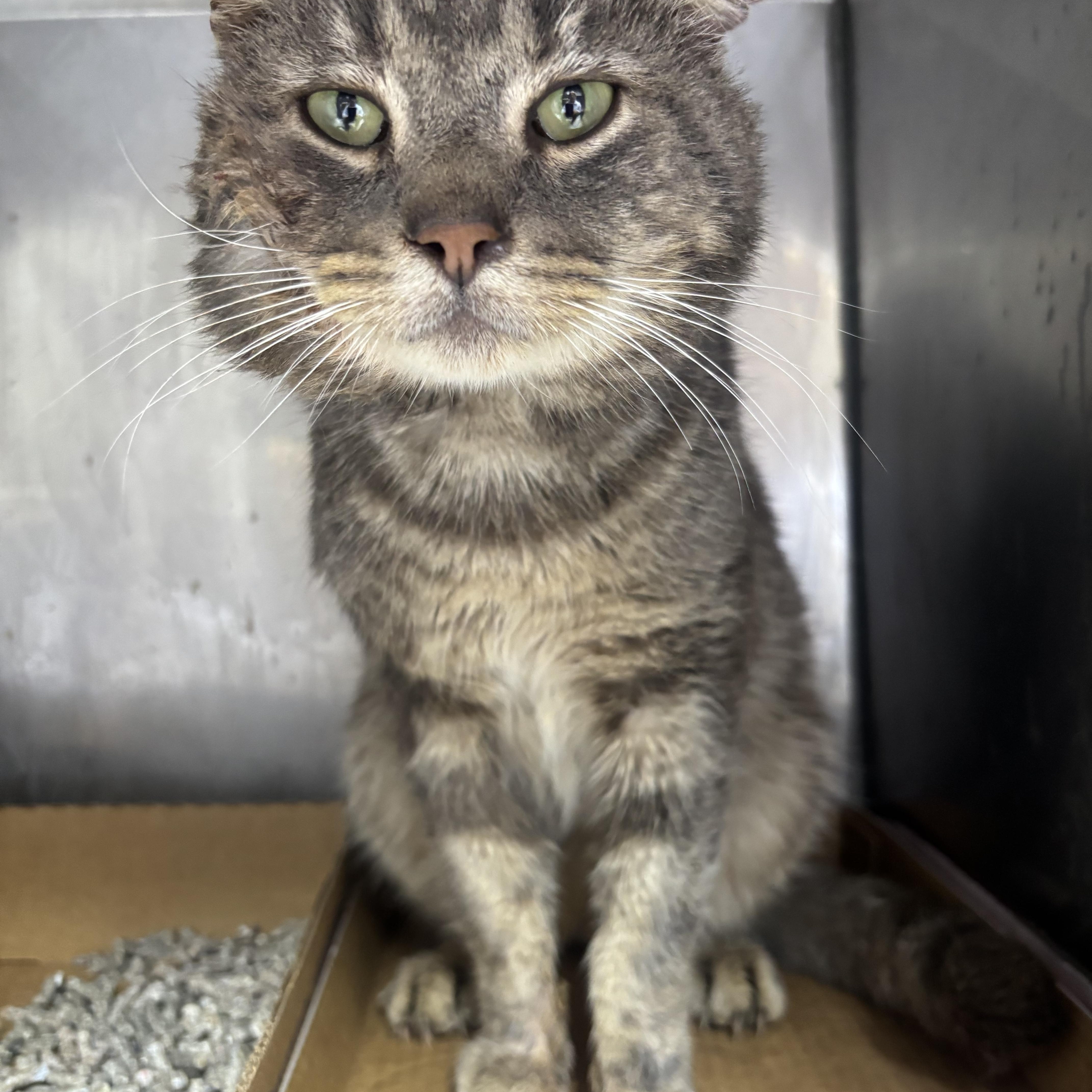 Enlarge River, a Adoptable Domestic Short Hair in North Haven, CT image 2/2