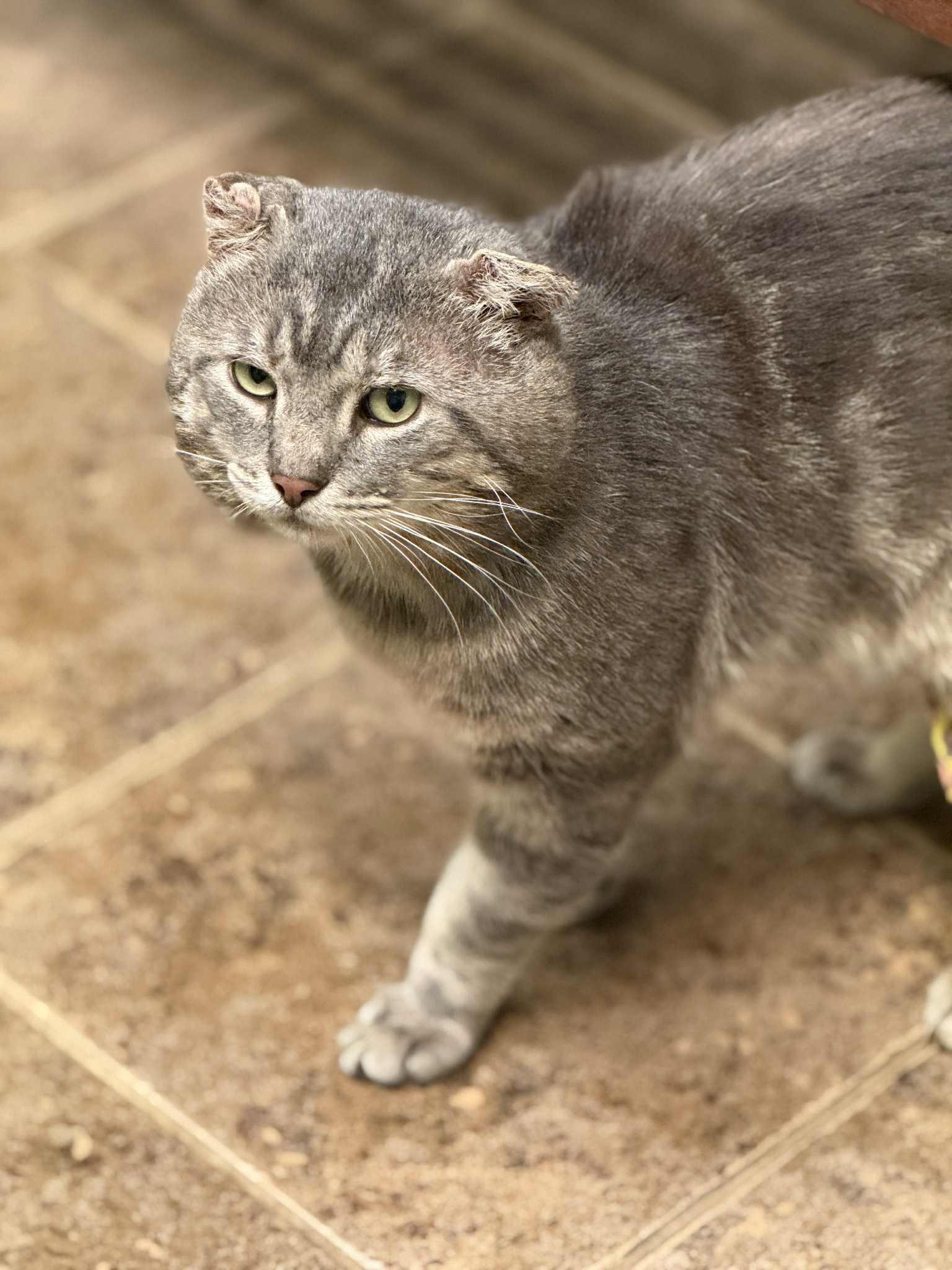 River, Adoptable, Young Male Domestic Short Hair.