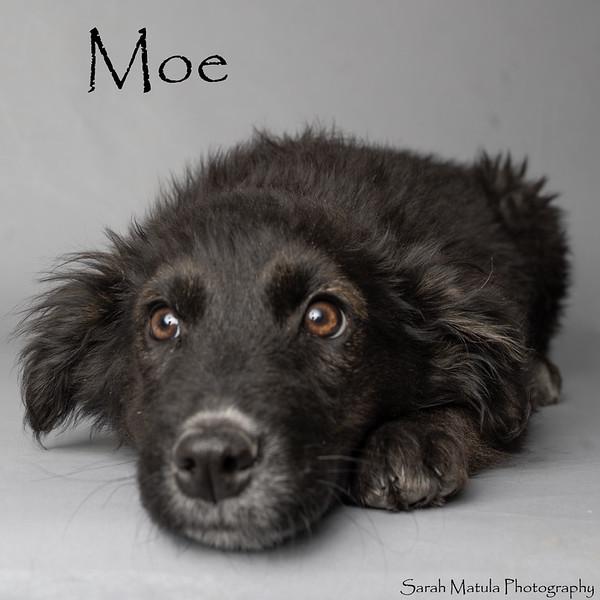 Moe
