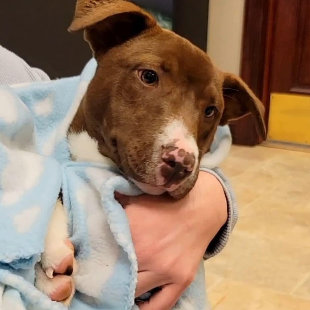 Odessa, Adoptable, Young Female Mixed Breed.