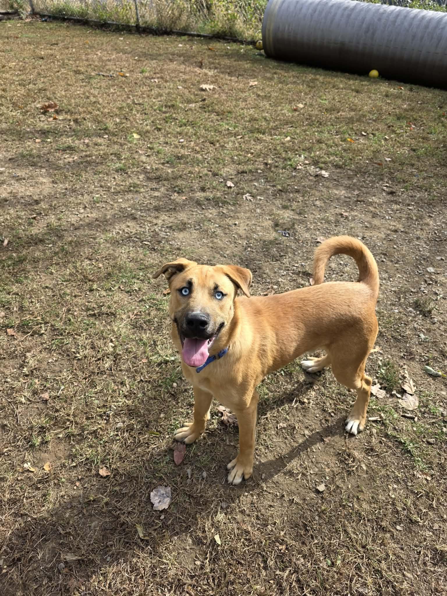 Enlarge Diesel, a ADOPTABLE mixed breed in Huntingdon, PA image 1/1