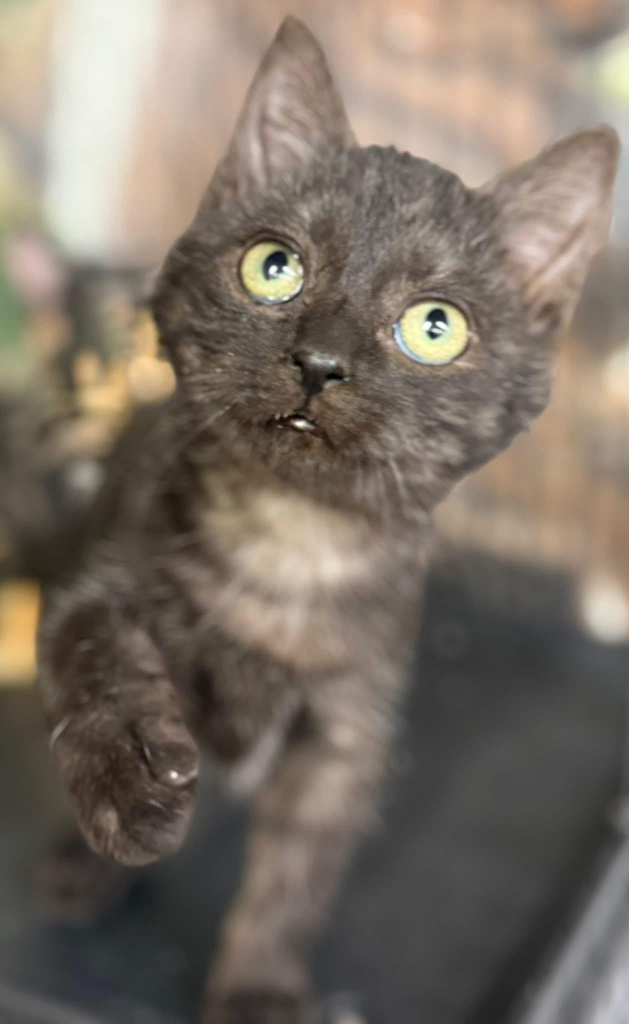 Panzi kitten Blk smoke, a Adoptable mixed breed in Jackson, GA image 1/3