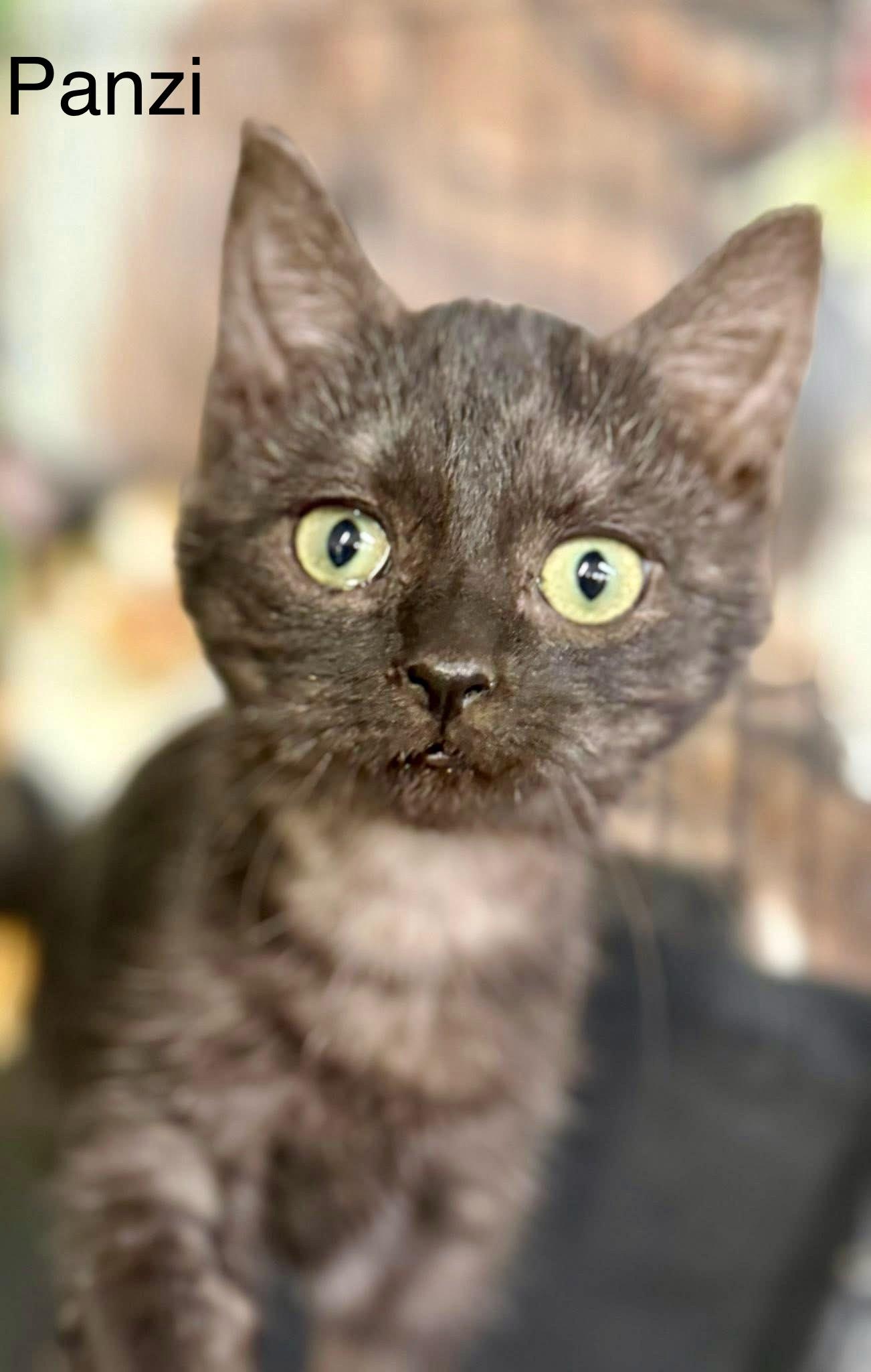 Panzi kitten Blk smoke, a Adoptable mixed breed in Jackson, GA image 2/3