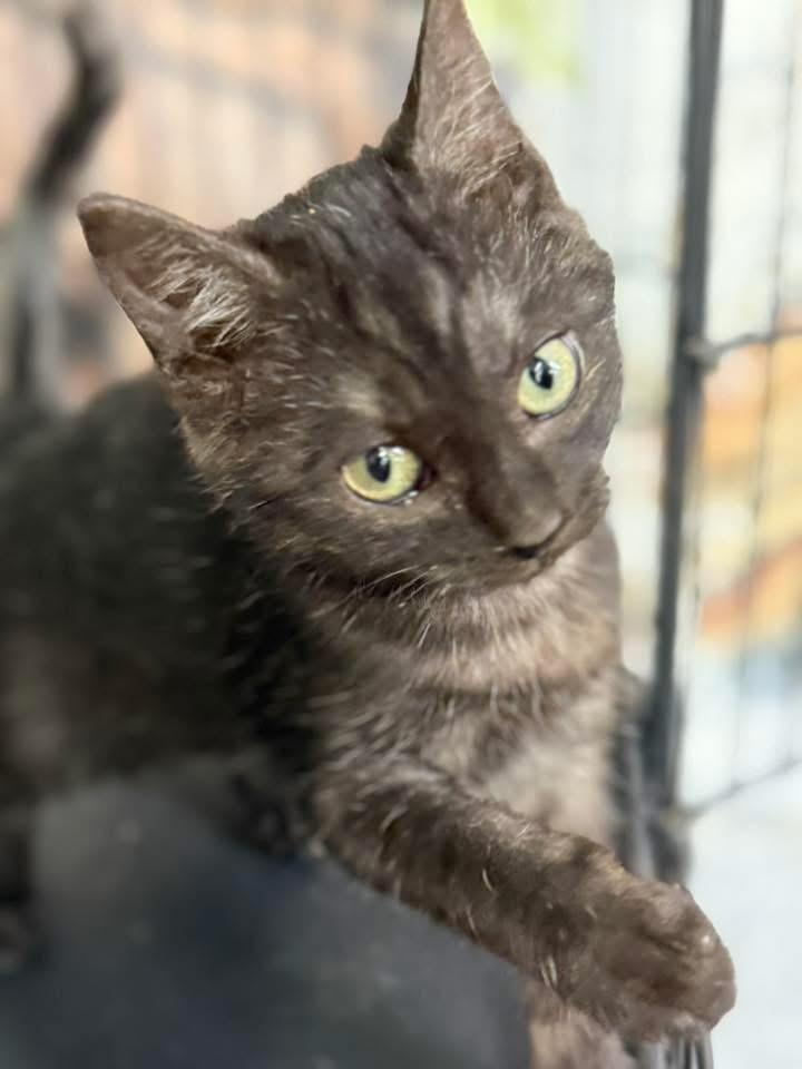 Panzi kitten Blk smoke, a Adoptable mixed breed in Jackson, GA image 3/3
