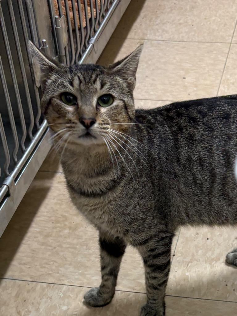Enlarge Salm, a Adoptable mixed breed in Little Rock, AR image 1/1