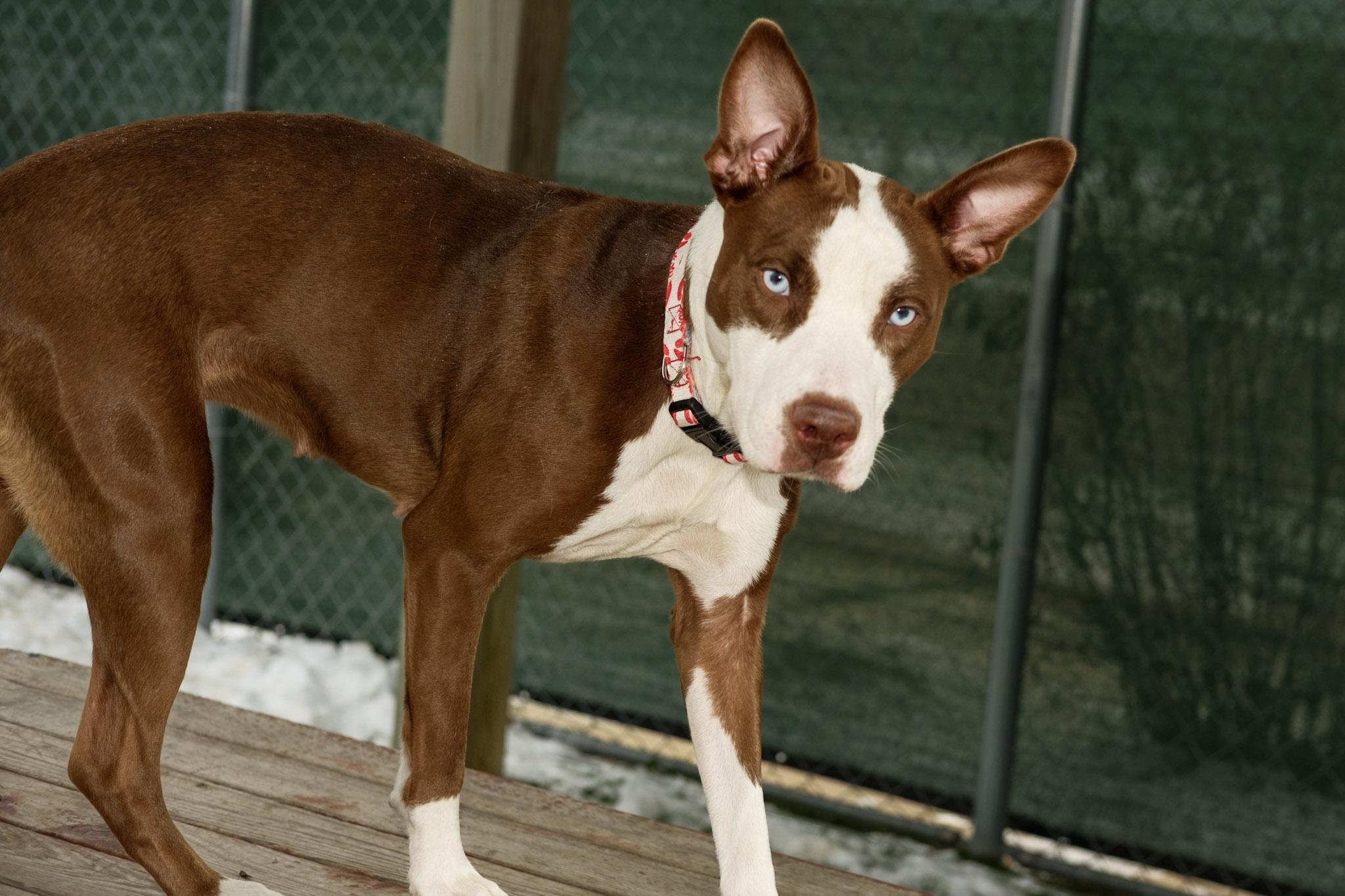 Enlarge Zucchini , a ADOPTABLE mixed breed in Sparta, WI image 5/5