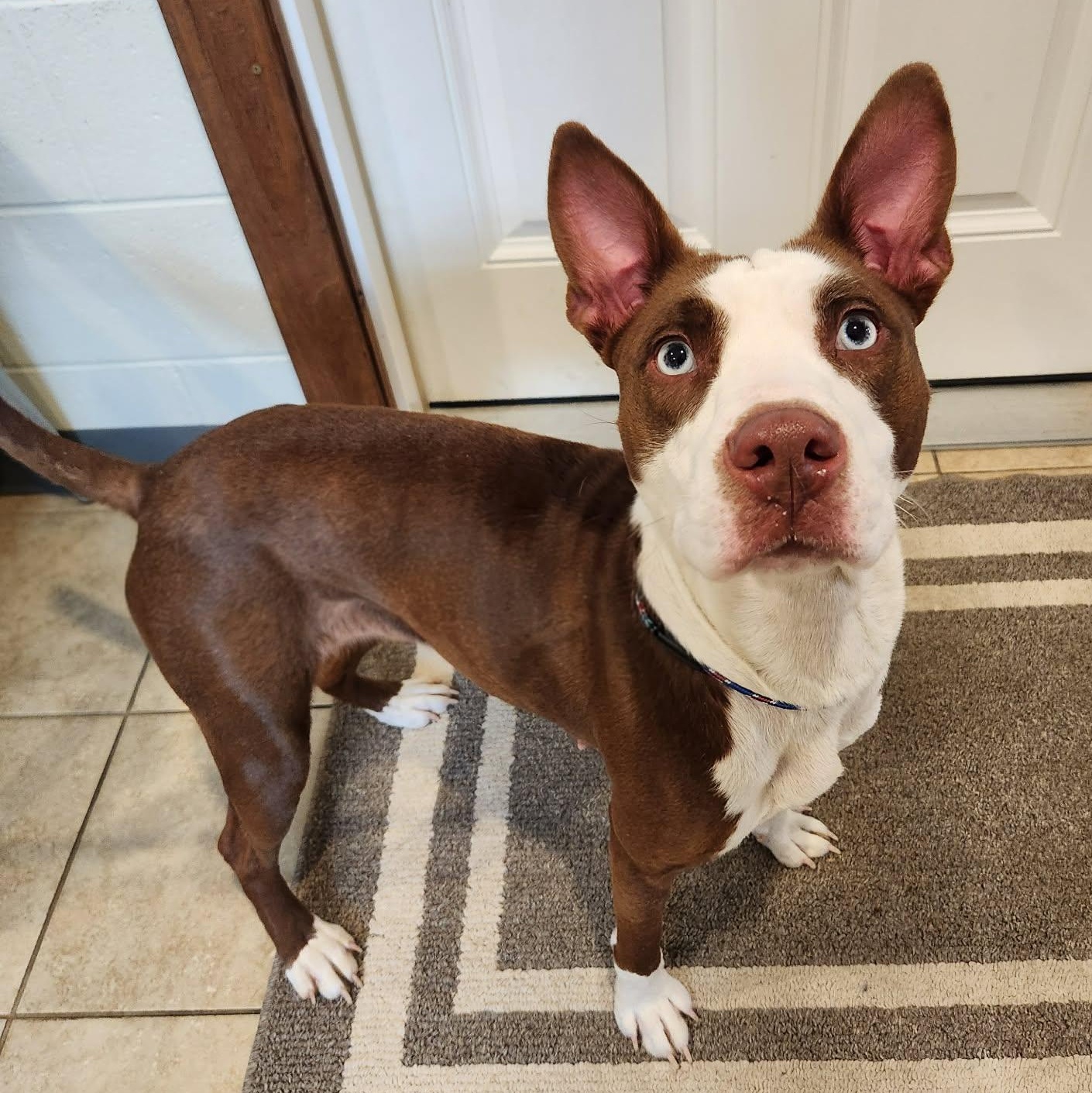 Enlarge Zucchini , a ADOPTABLE mixed breed in Sparta, WI image 1/5