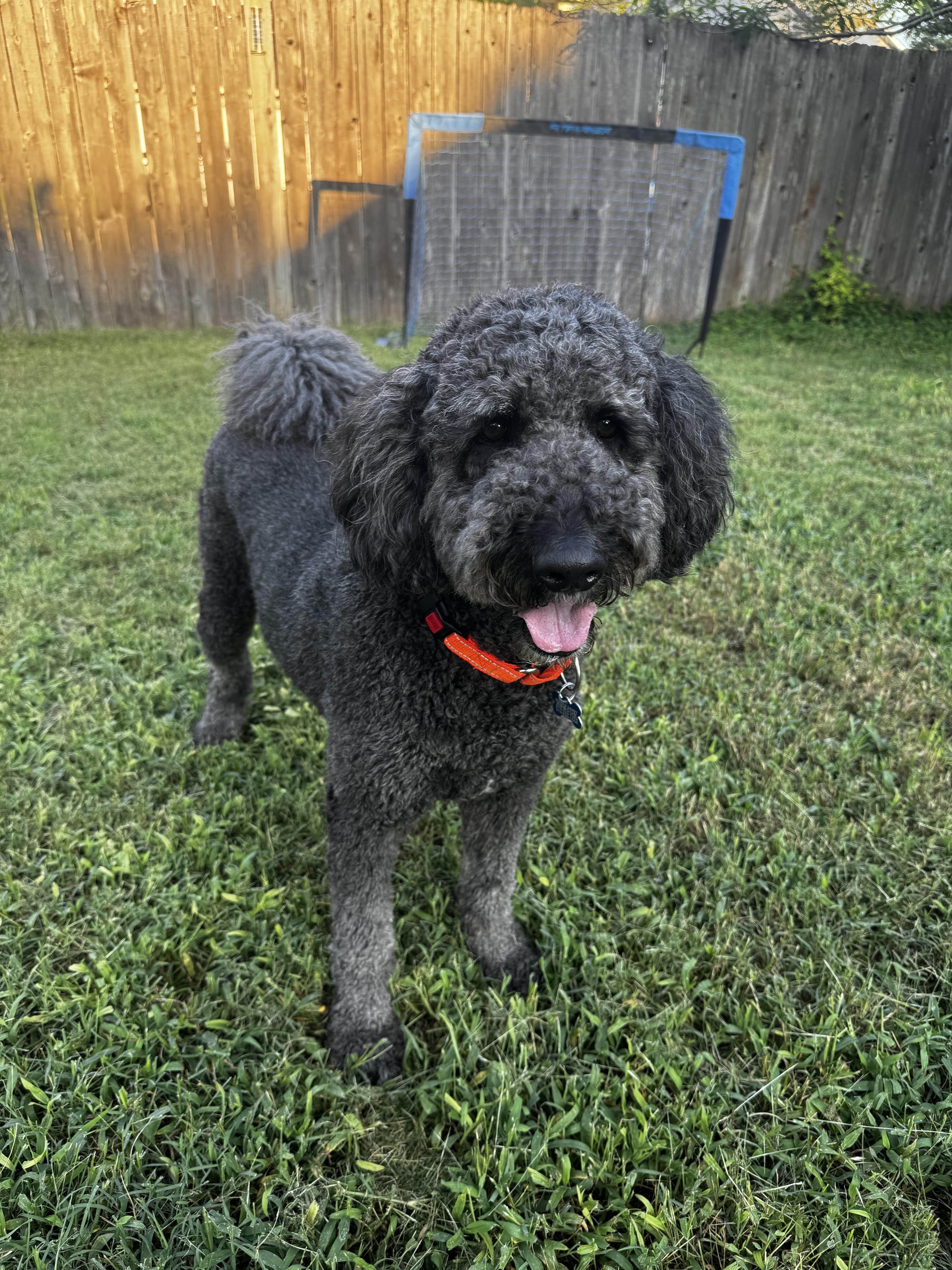 Enlarge Shadow Slate, a Adoptable mixed breed in Manor, TX image 2/6