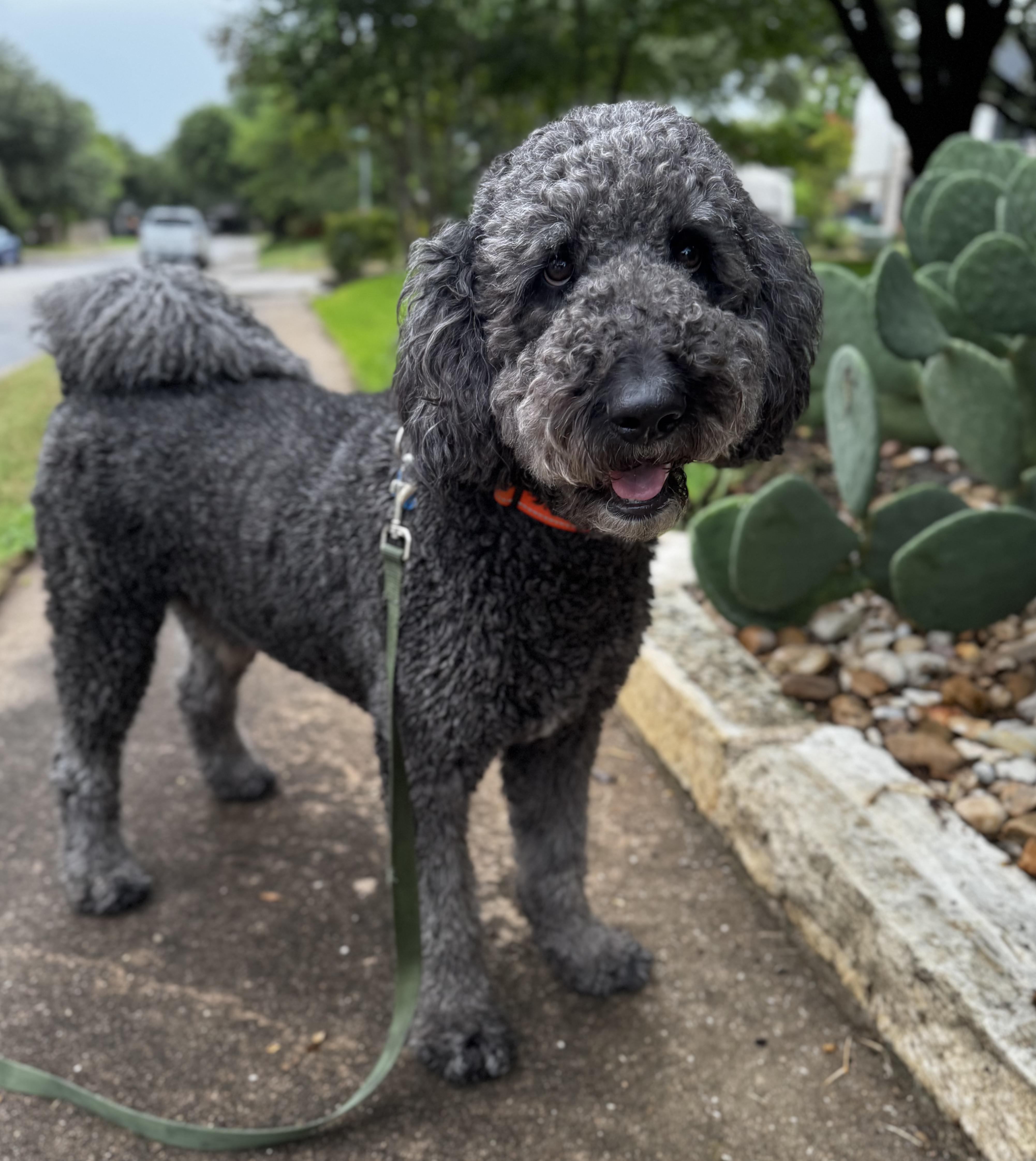 Enlarge Shadow Slate, a Adoptable mixed breed in Manor, TX image 3/6