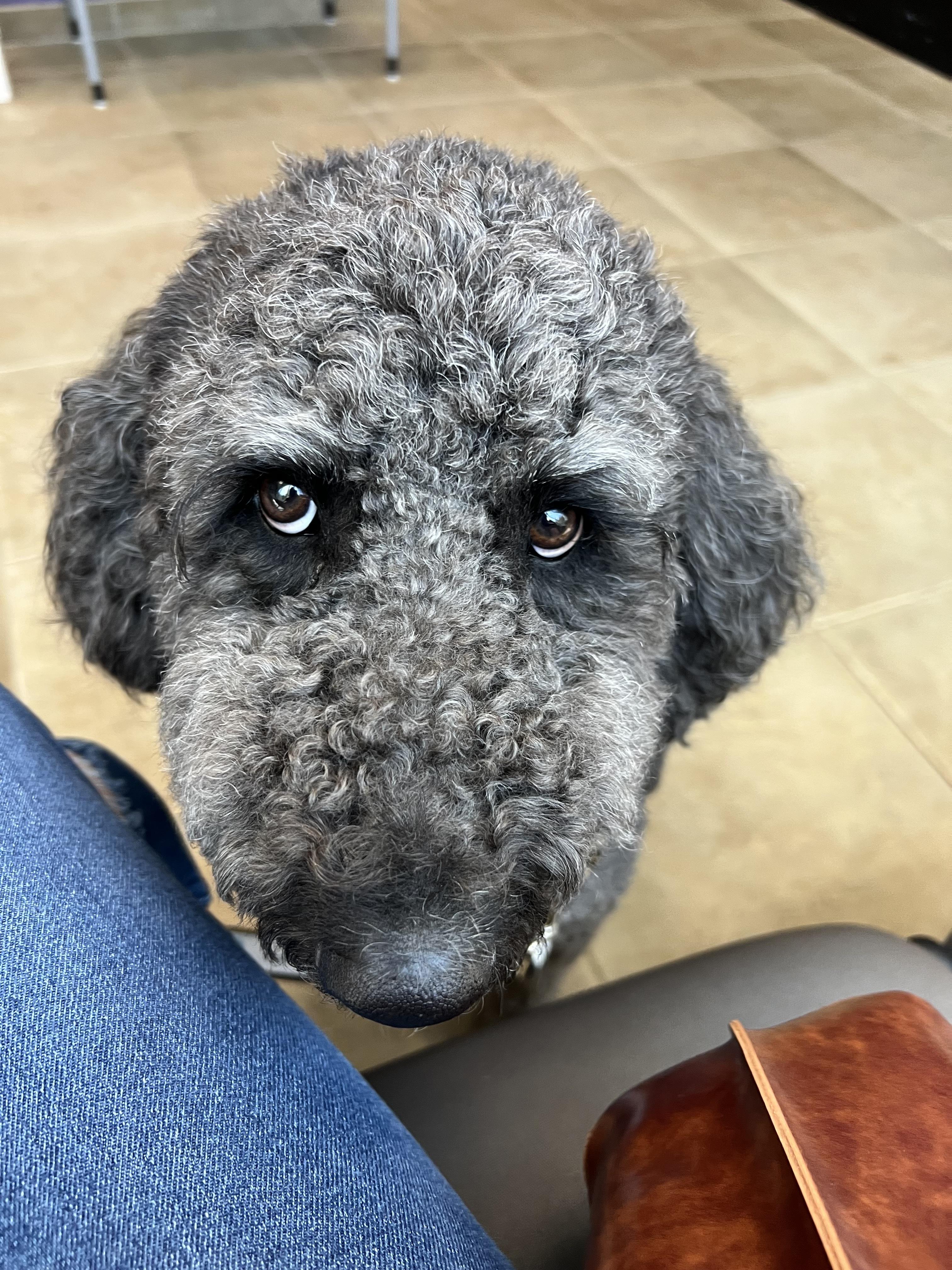 Enlarge Shadow Slate, a Adoptable mixed breed in Manor, TX image 5/6