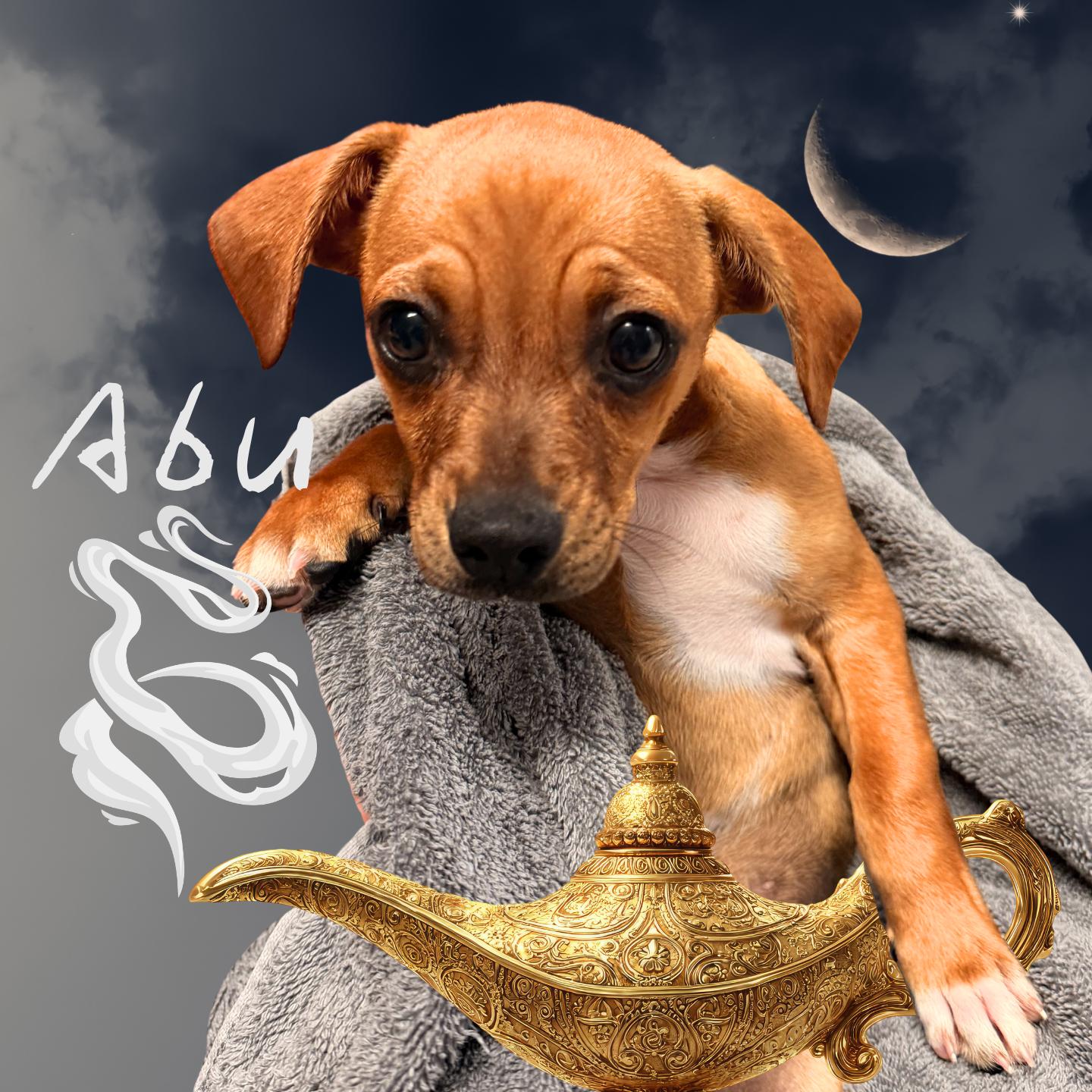 Enlarge Abu, an adoptable mixed breed in Aransas Pass, TX image 1/2