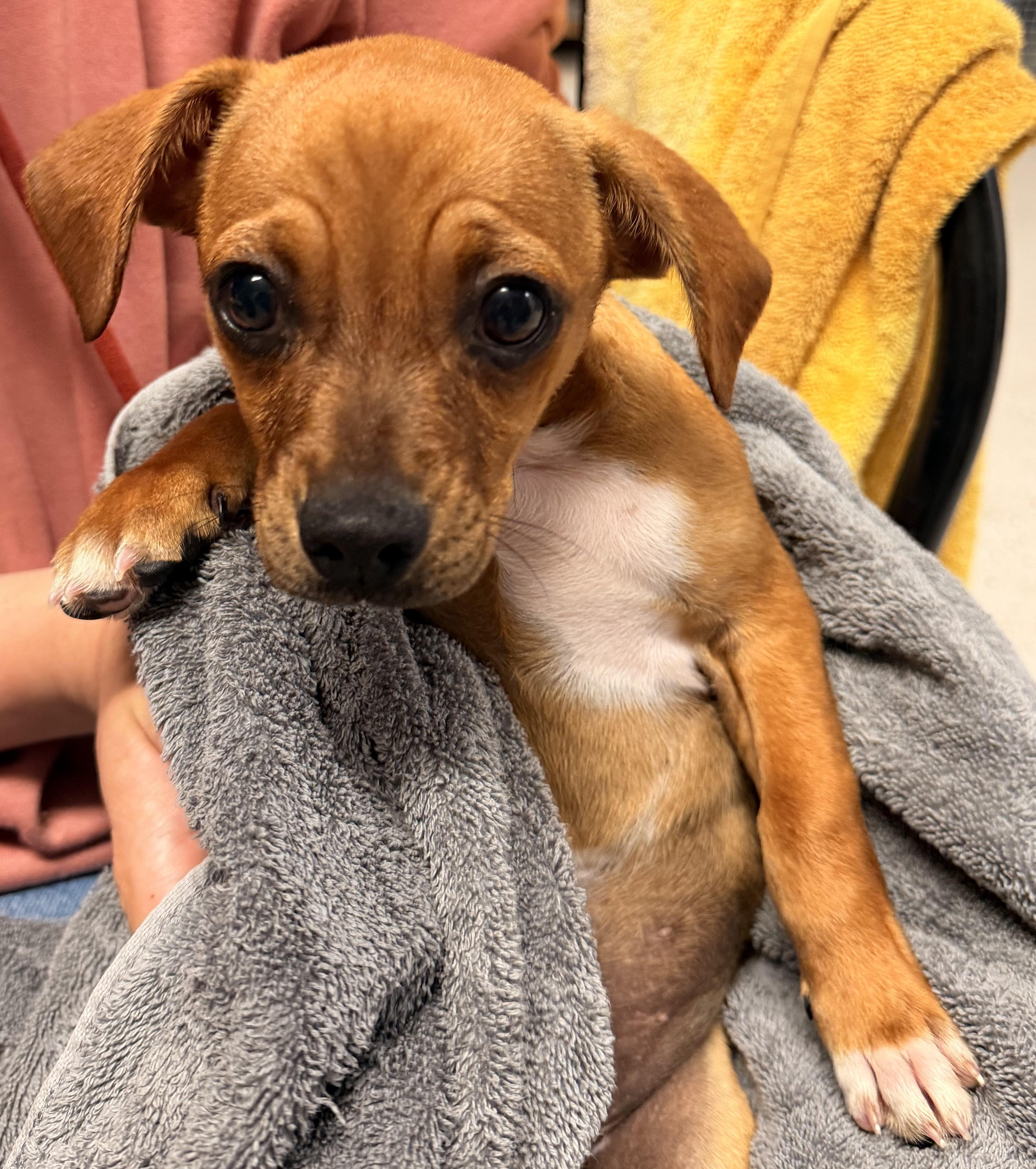Enlarge Abu, an adoptable mixed breed in Aransas Pass, TX image 2/2