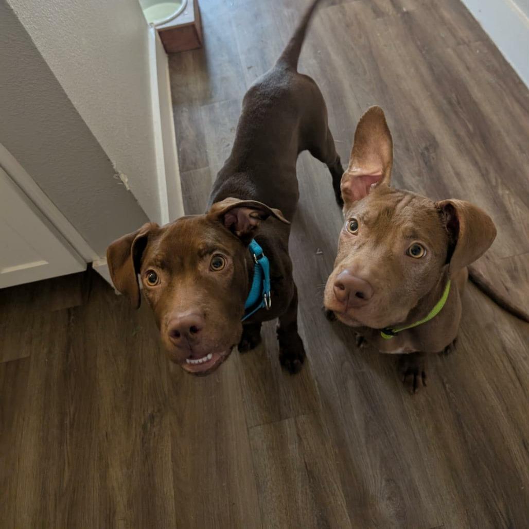 Zain, Adoptable, Young Male American Staffordshire Terrier & Chocolate Labrador Retriever.