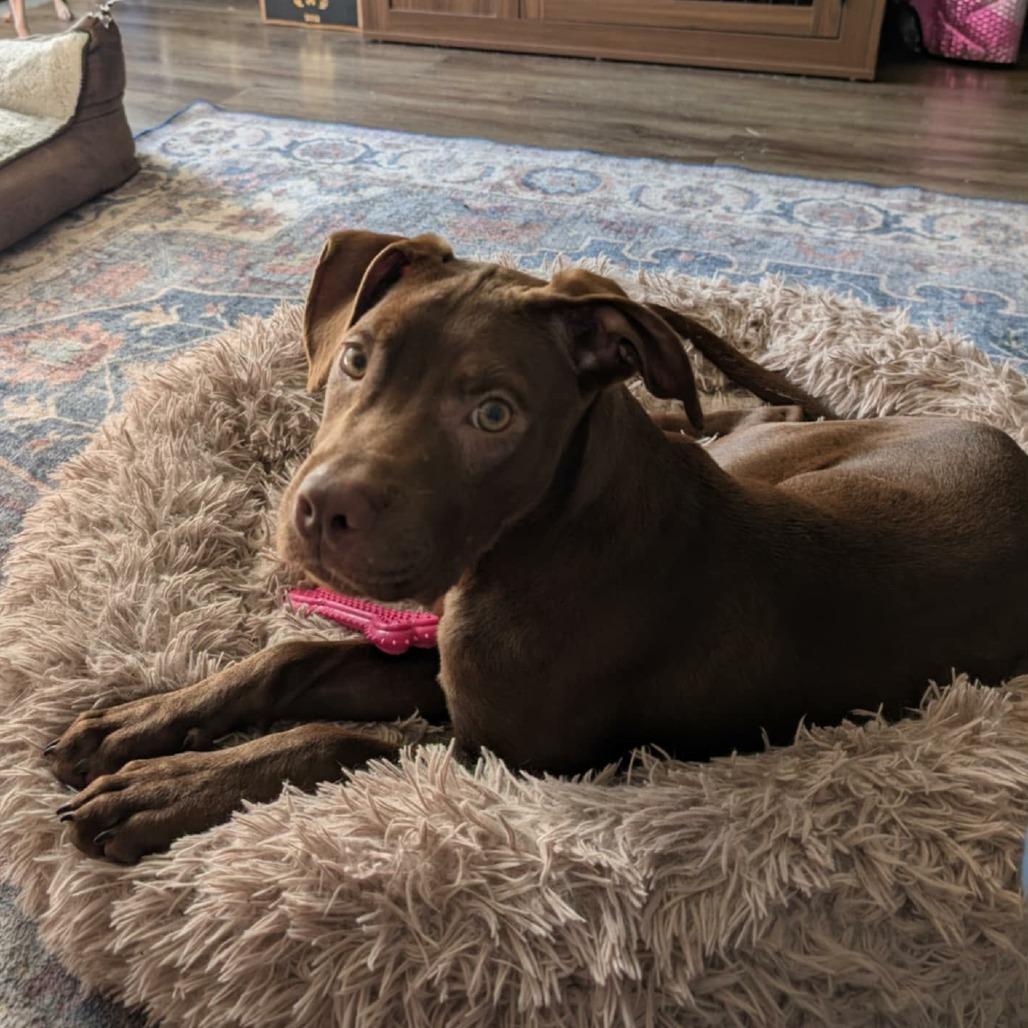 Zain, a Adoptable mixed breed in Tomball, TX image 2/2