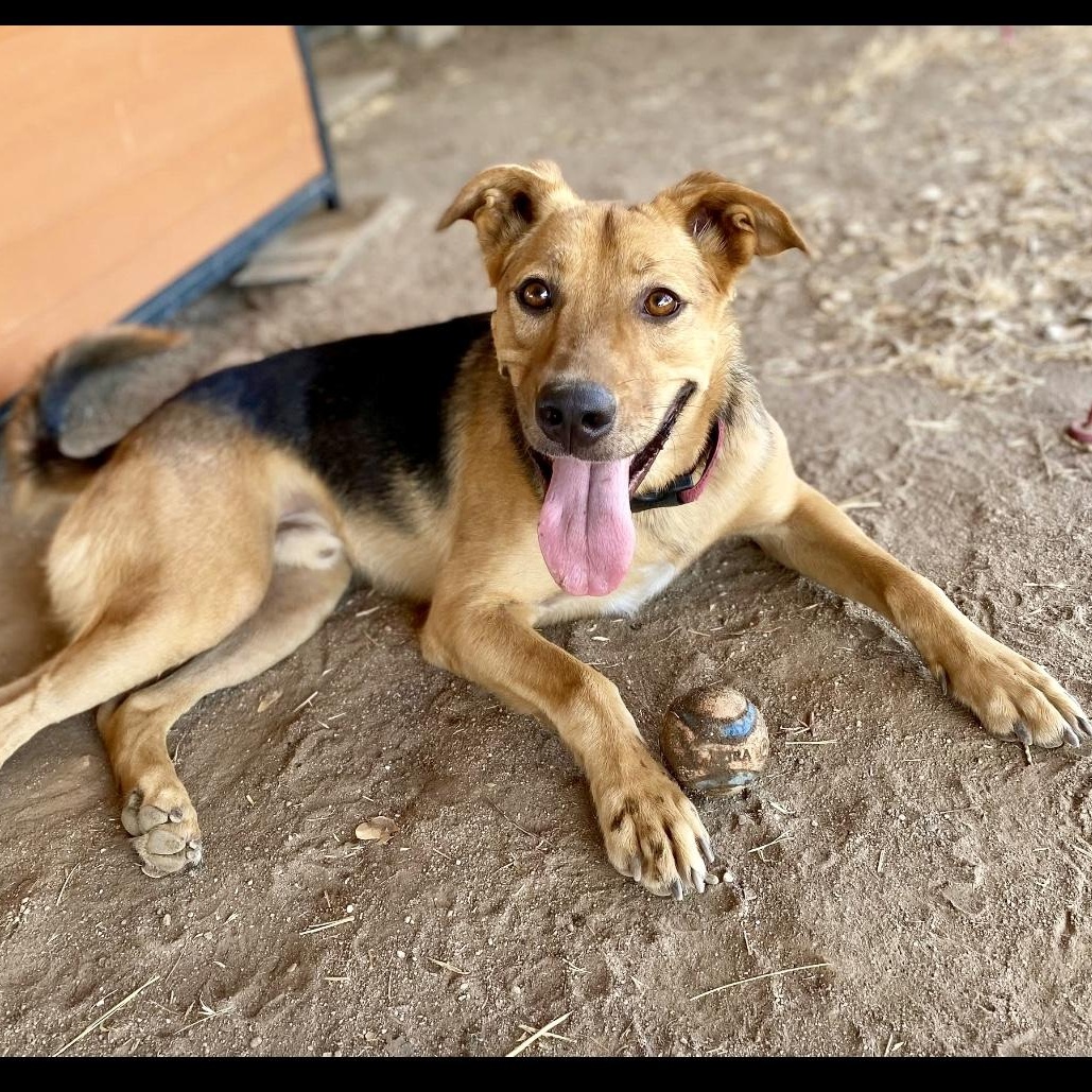 Lucky, Adoptable, Adult Male Carolina Dog & German Shepherd Dog.