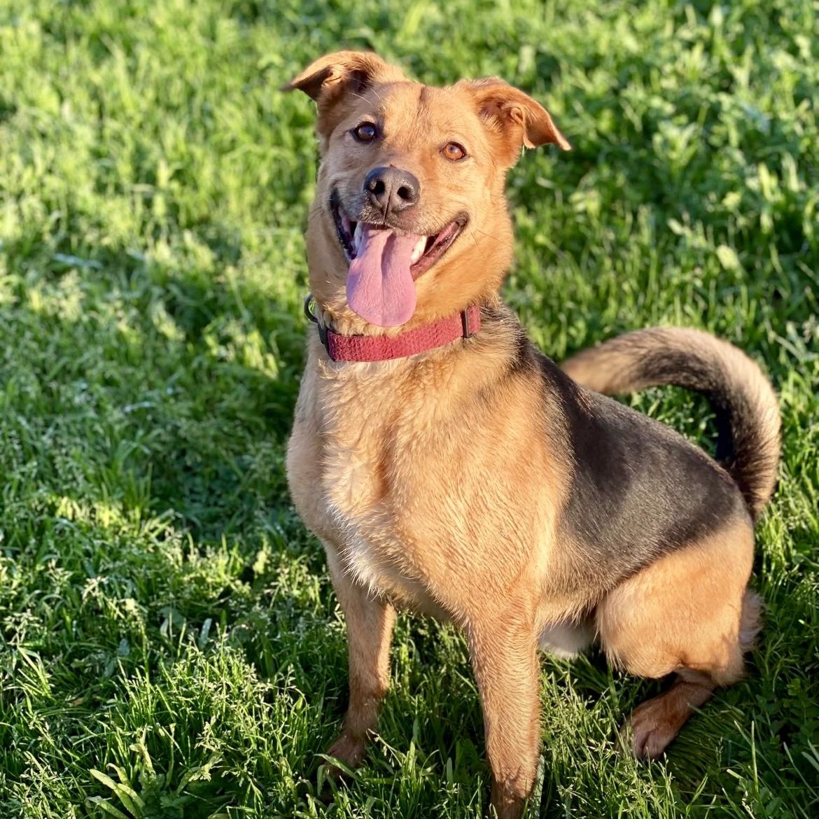 Lucky, a Adoptable mixed breed in modesto, CA image 2/3