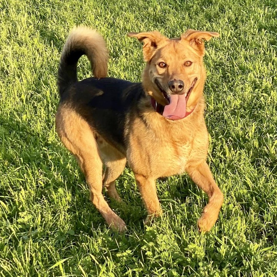 Lucky, a Adoptable mixed breed in modesto, CA image 3/3