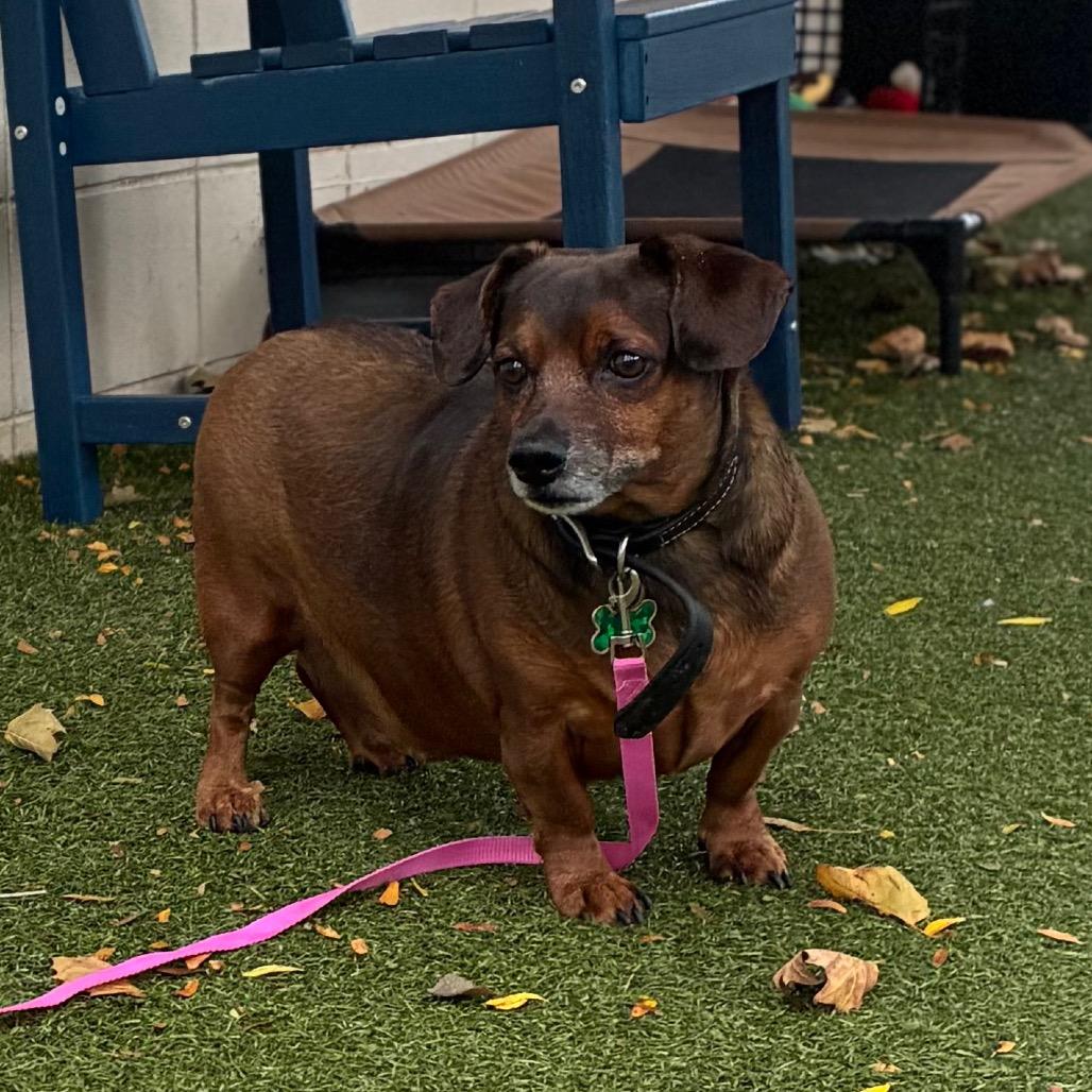 Ciunas, Adoptable, Senior Male Chihuahua & Dachshund.