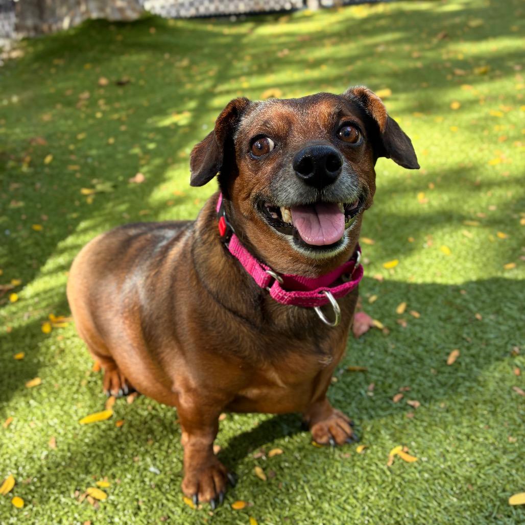 Enlarge Ciunas, a Adoptable mixed breed in Providence, RI image 2/6