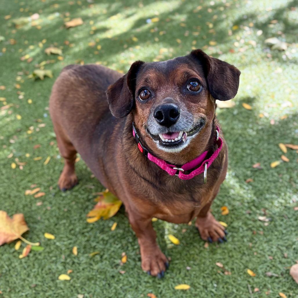 Enlarge Ciunas, a Adoptable mixed breed in Providence, RI image 3/6
