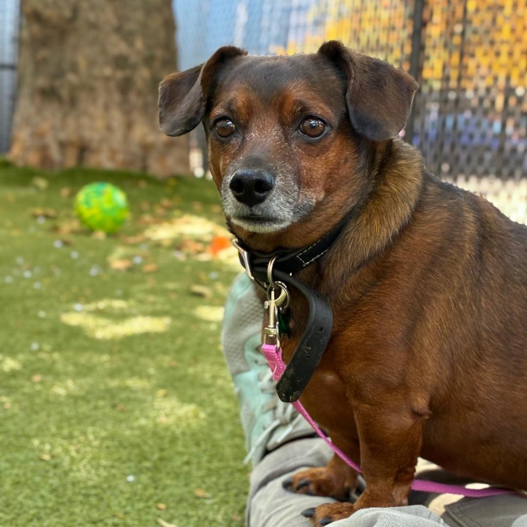 Enlarge Ciunas, a Adoptable mixed breed in Providence, RI image 4/6