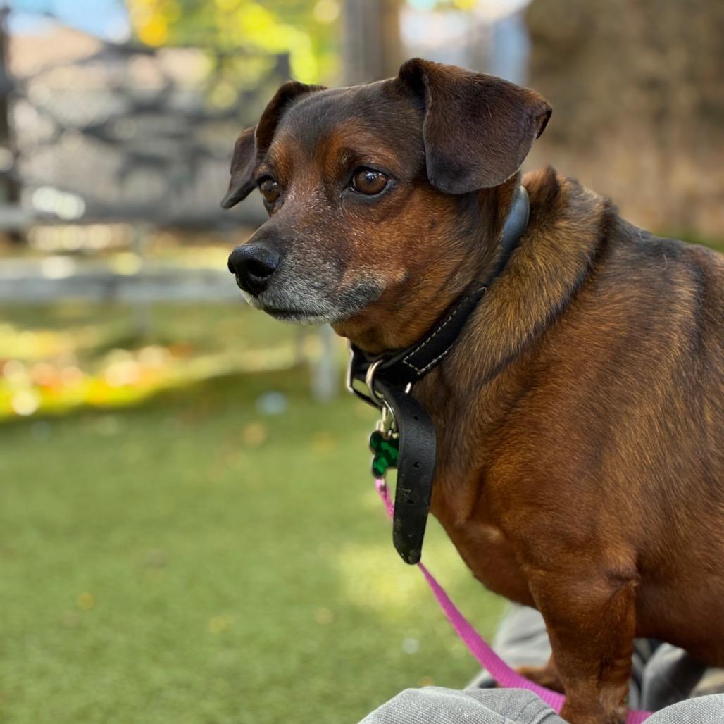 Enlarge Ciunas, a Adoptable mixed breed in Providence, RI image 5/6