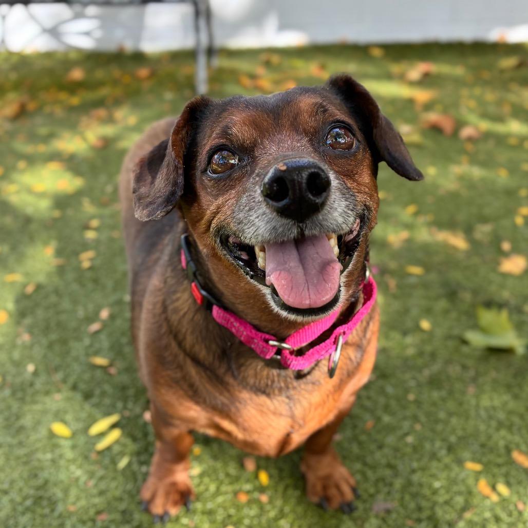 Enlarge Ciunas, a Adoptable mixed breed in Providence, RI image 6/6