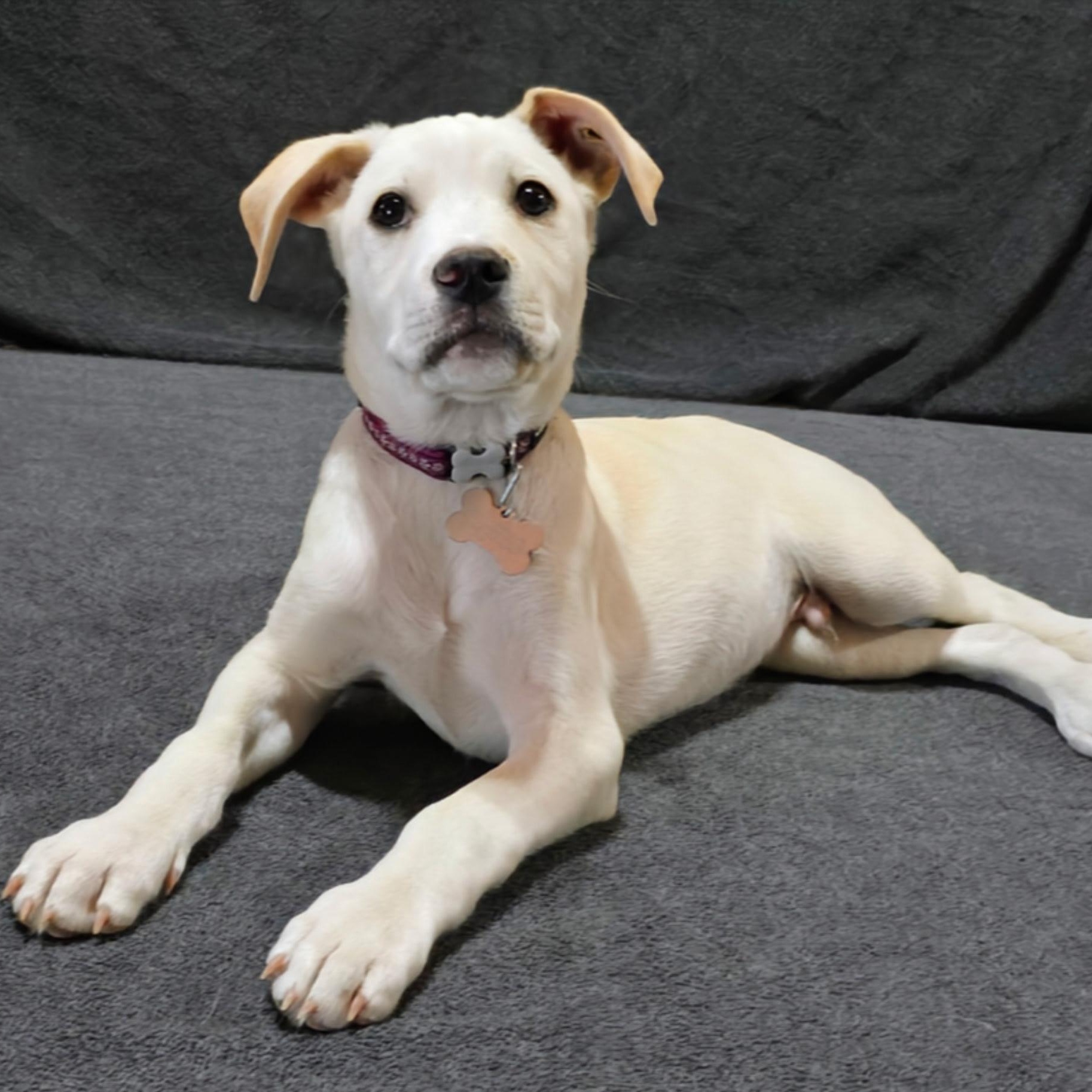 Enlarge Roanoke, a Adoptable mixed breed in Hartford, CT image 2/6