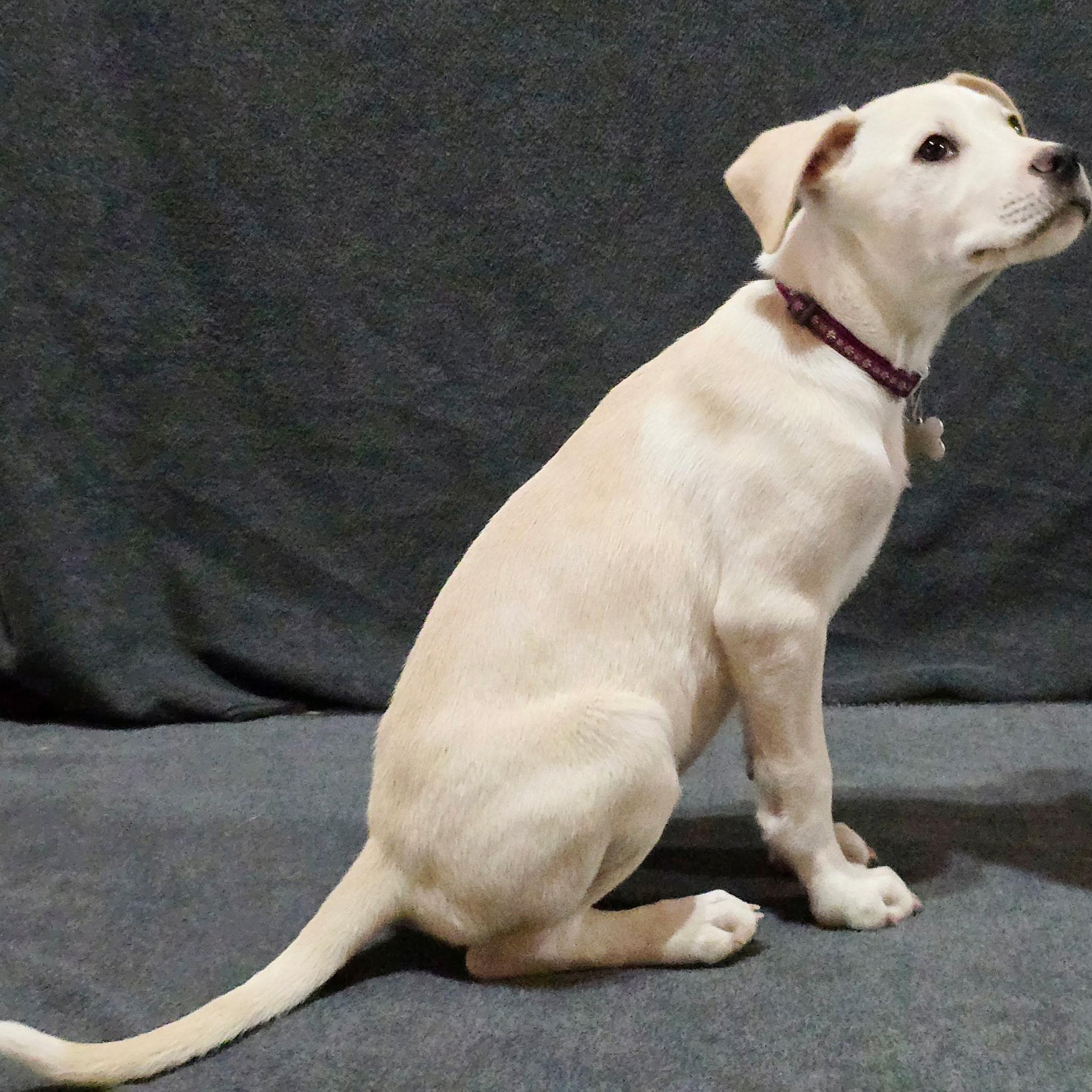 Enlarge Roanoke, a Adoptable mixed breed in Hartford, CT image 4/6