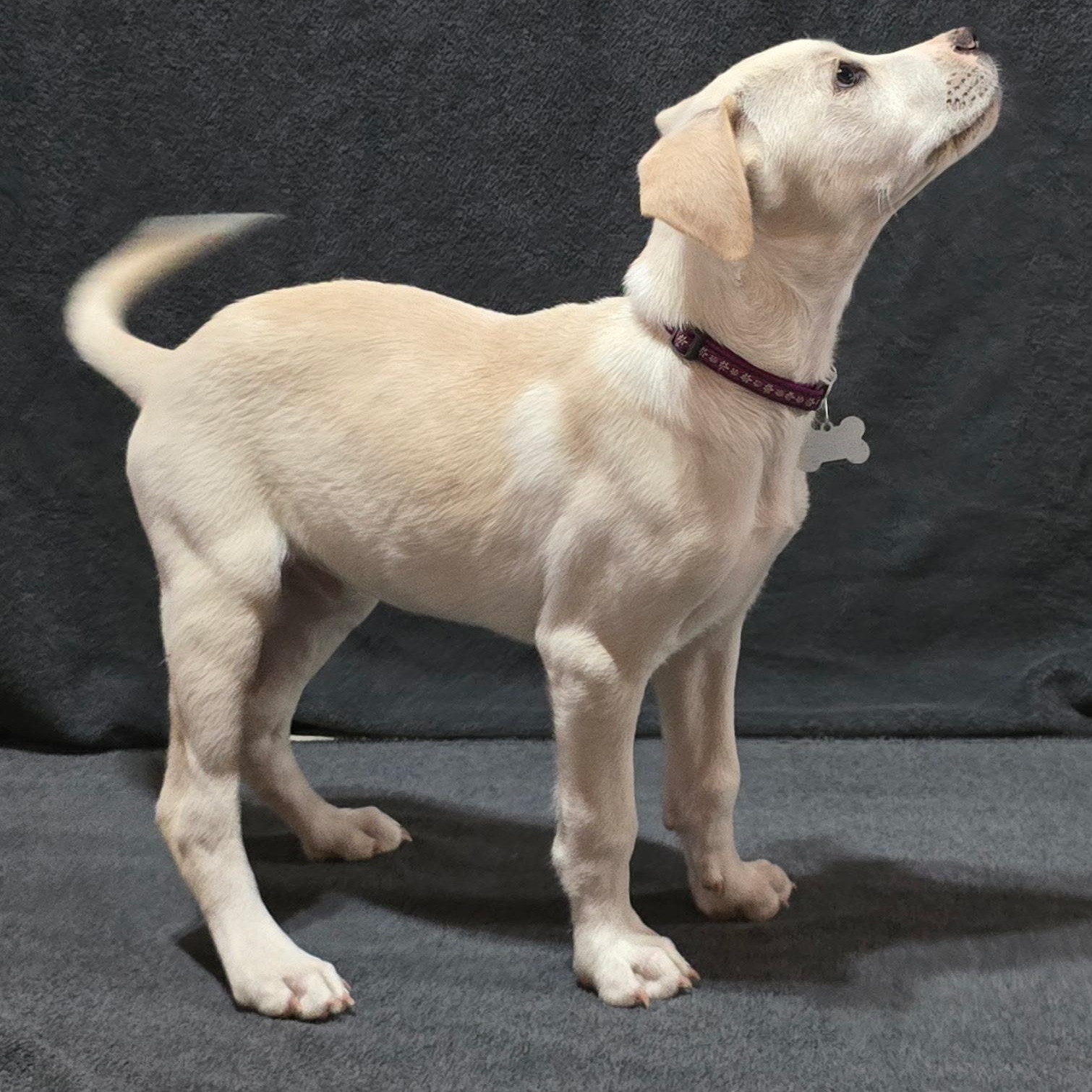 Enlarge Roanoke, a Adoptable mixed breed in Hartford, CT image 5/6