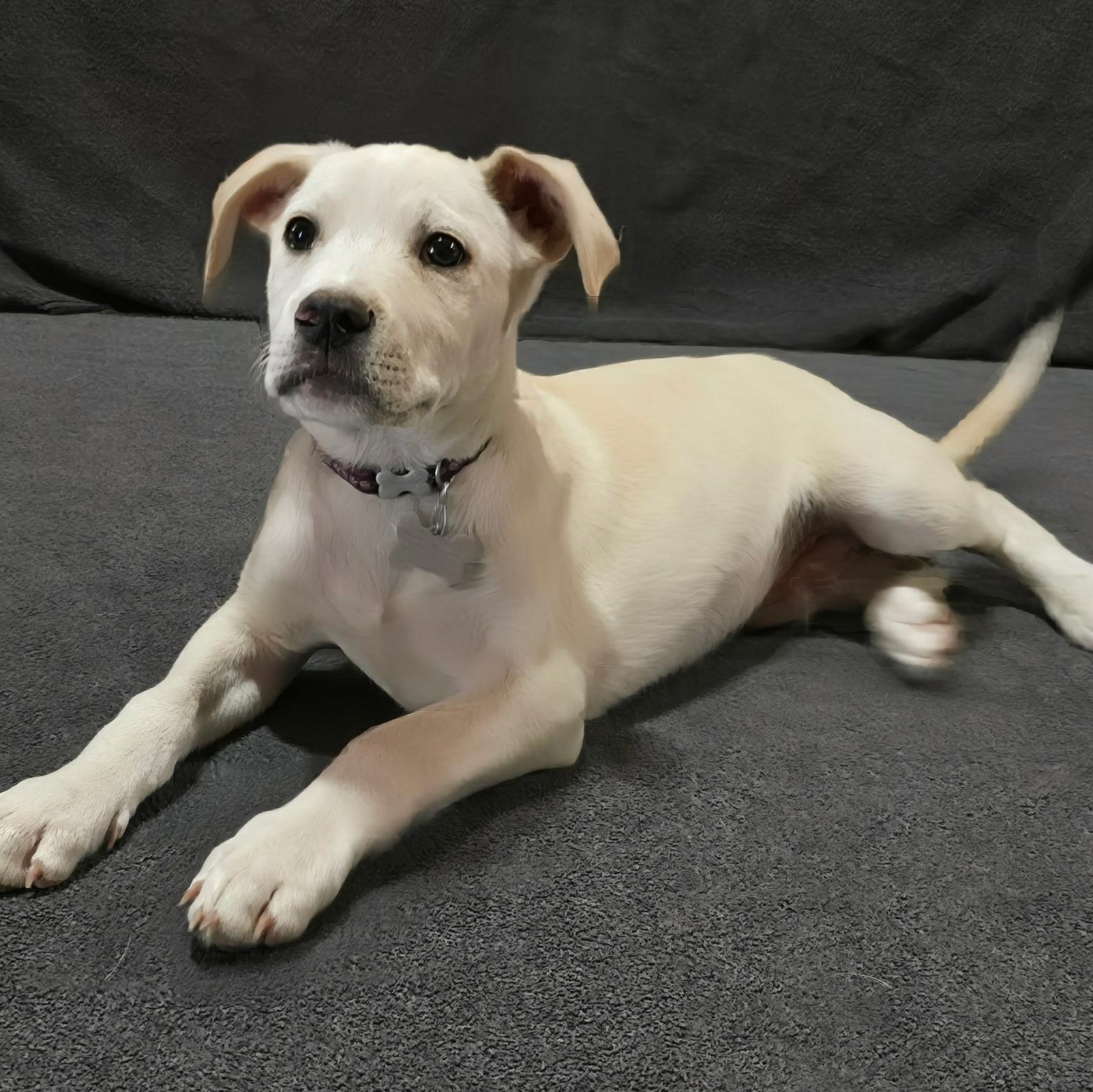 Enlarge Roanoke, a Adoptable mixed breed in Hartford, CT image 1/6