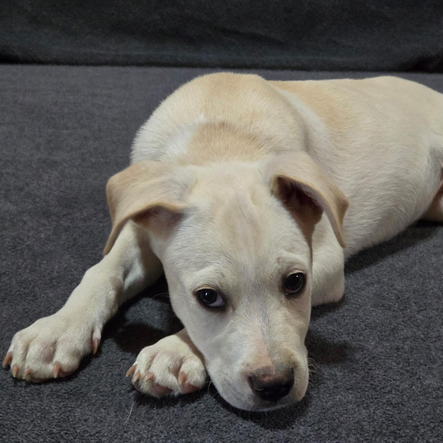 Enlarge Roanoke, a Adoptable mixed breed in Hartford, CT image 3/6