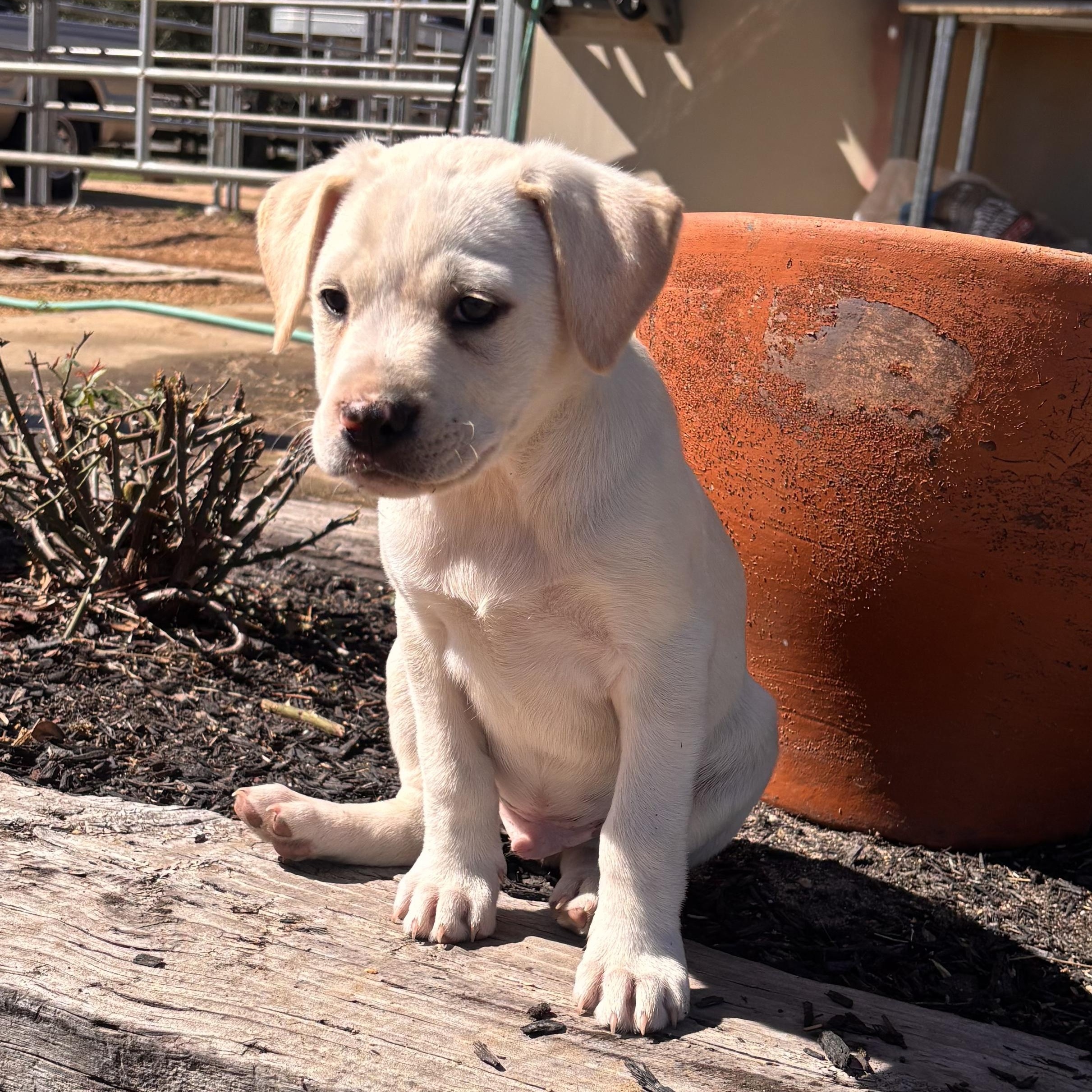 Enlarge Roanoke, a Adoptable mixed breed in Hartford, CT image 6/6