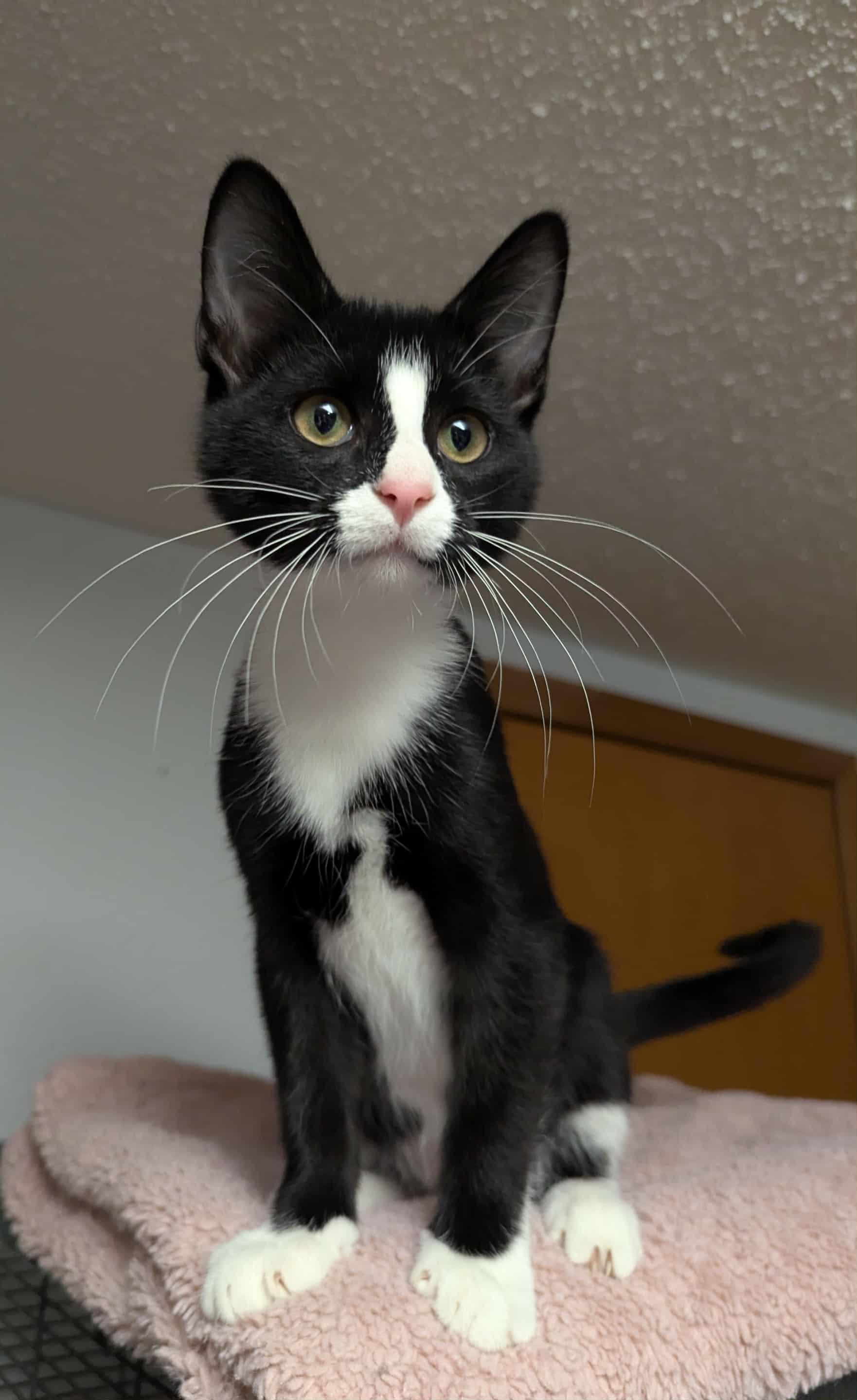 Enlarge Karter, a Adoptable Domestic Medium Hair in Little Falls, MN image 3/5