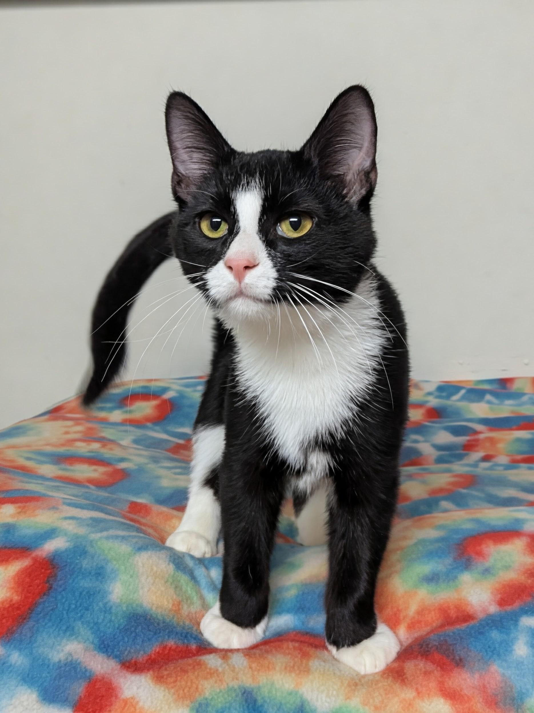 Karter, Adoptable, Kitten Male Domestic Medium Hair.