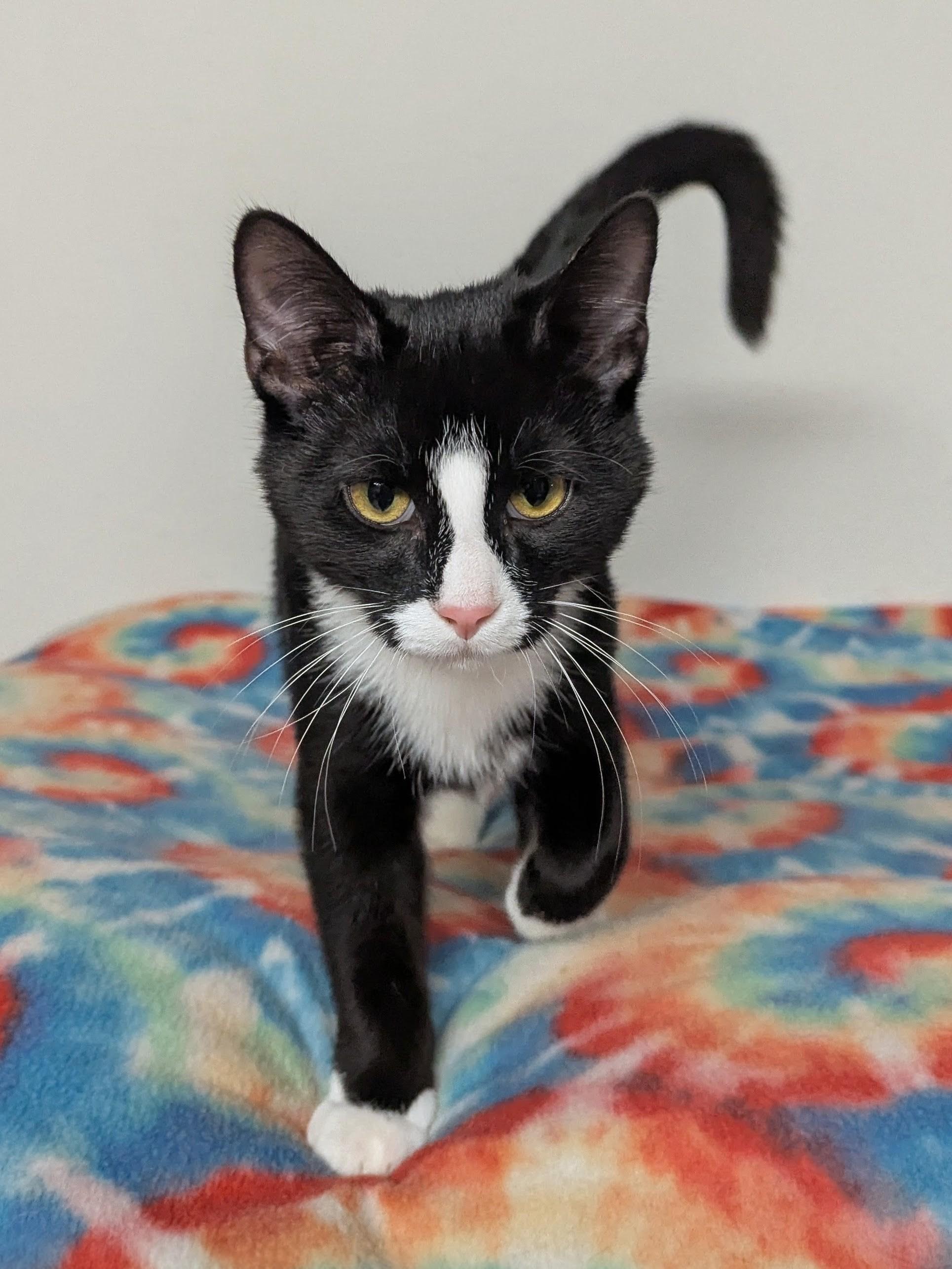 Enlarge Karter, a Adoptable Domestic Medium Hair in Little Falls, MN image 2/5