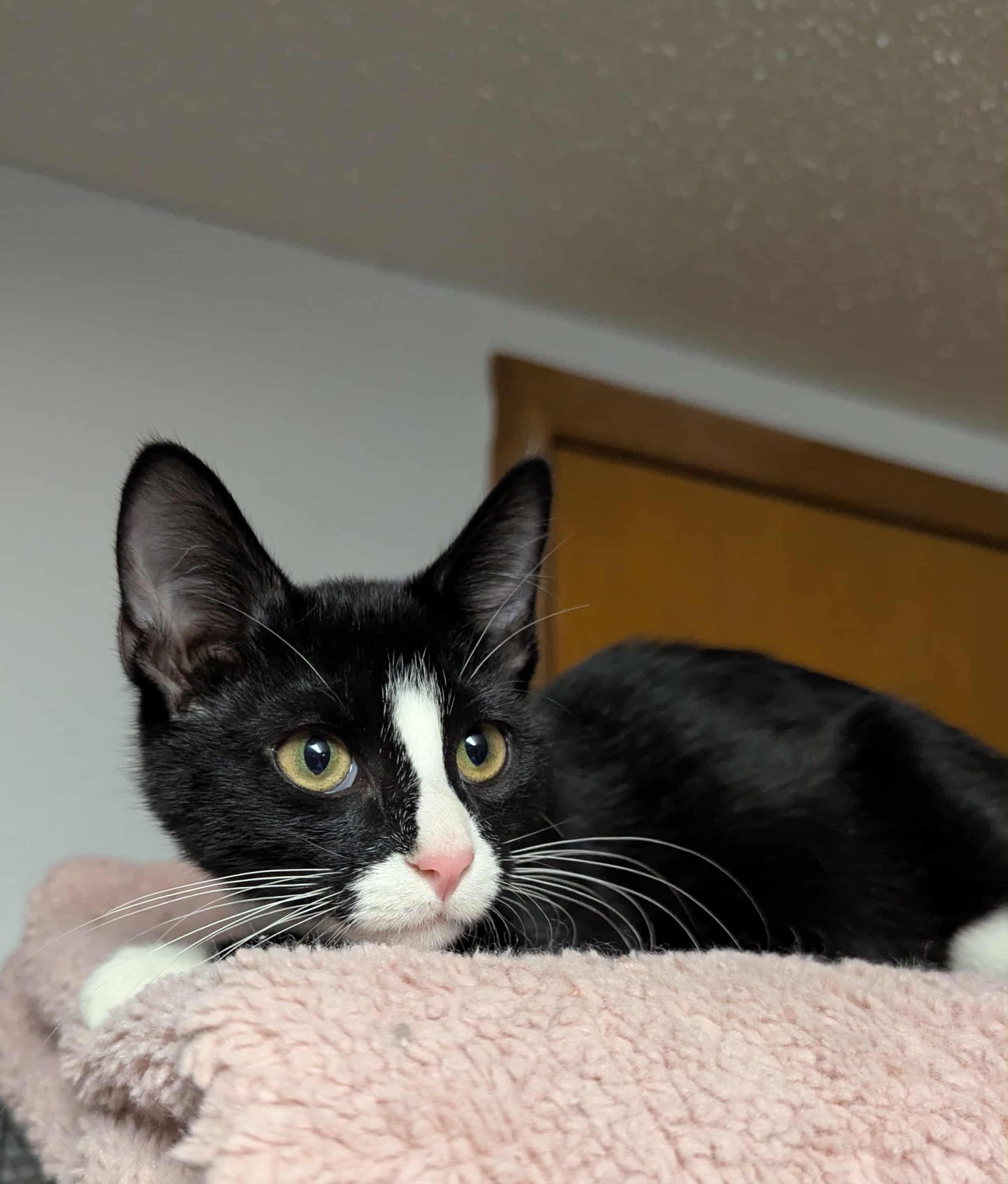 Enlarge Karter, a Adoptable Domestic Medium Hair in Little Falls, MN image 5/5