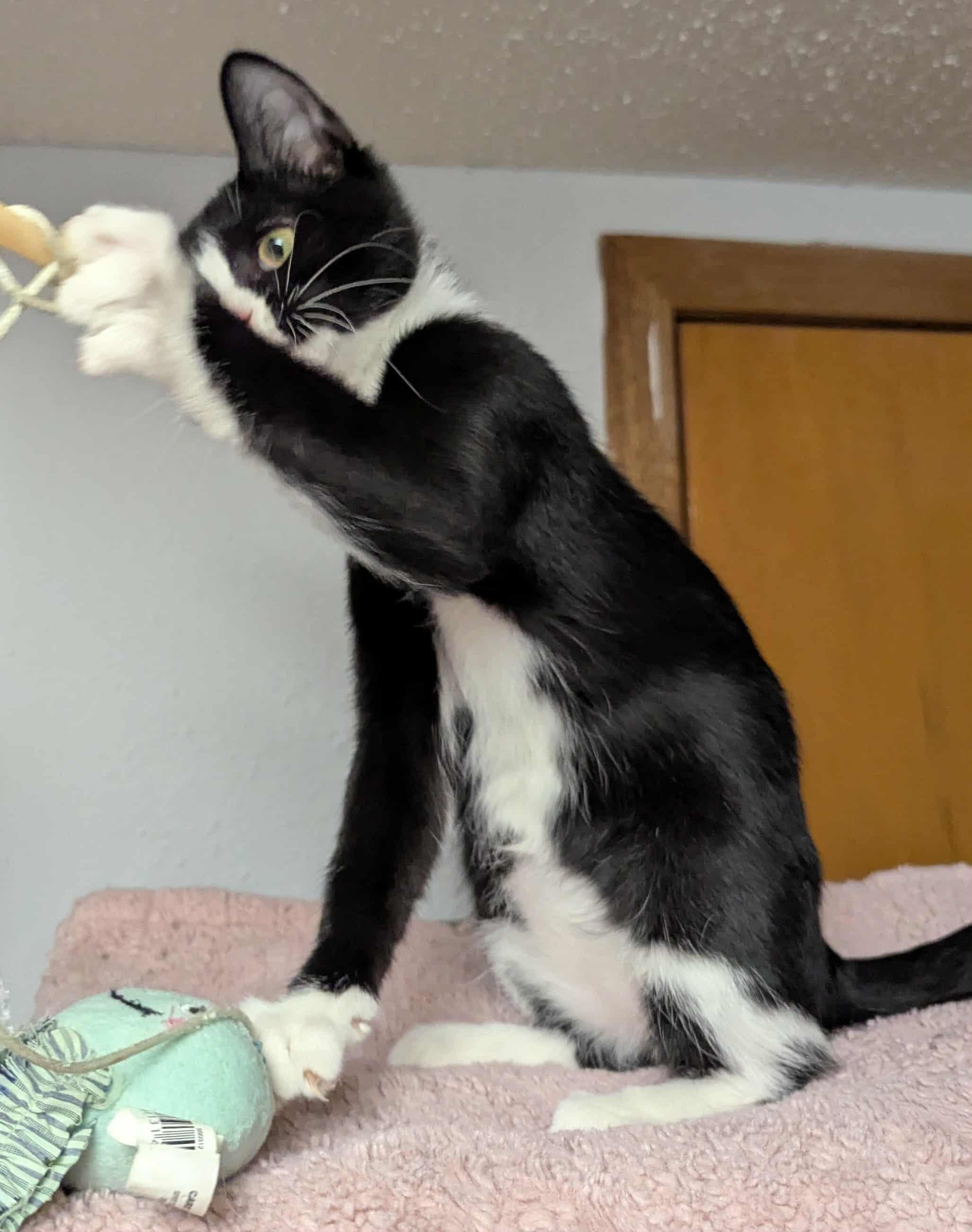 Enlarge Karter, a Adoptable Domestic Medium Hair in Little Falls, MN image 4/5