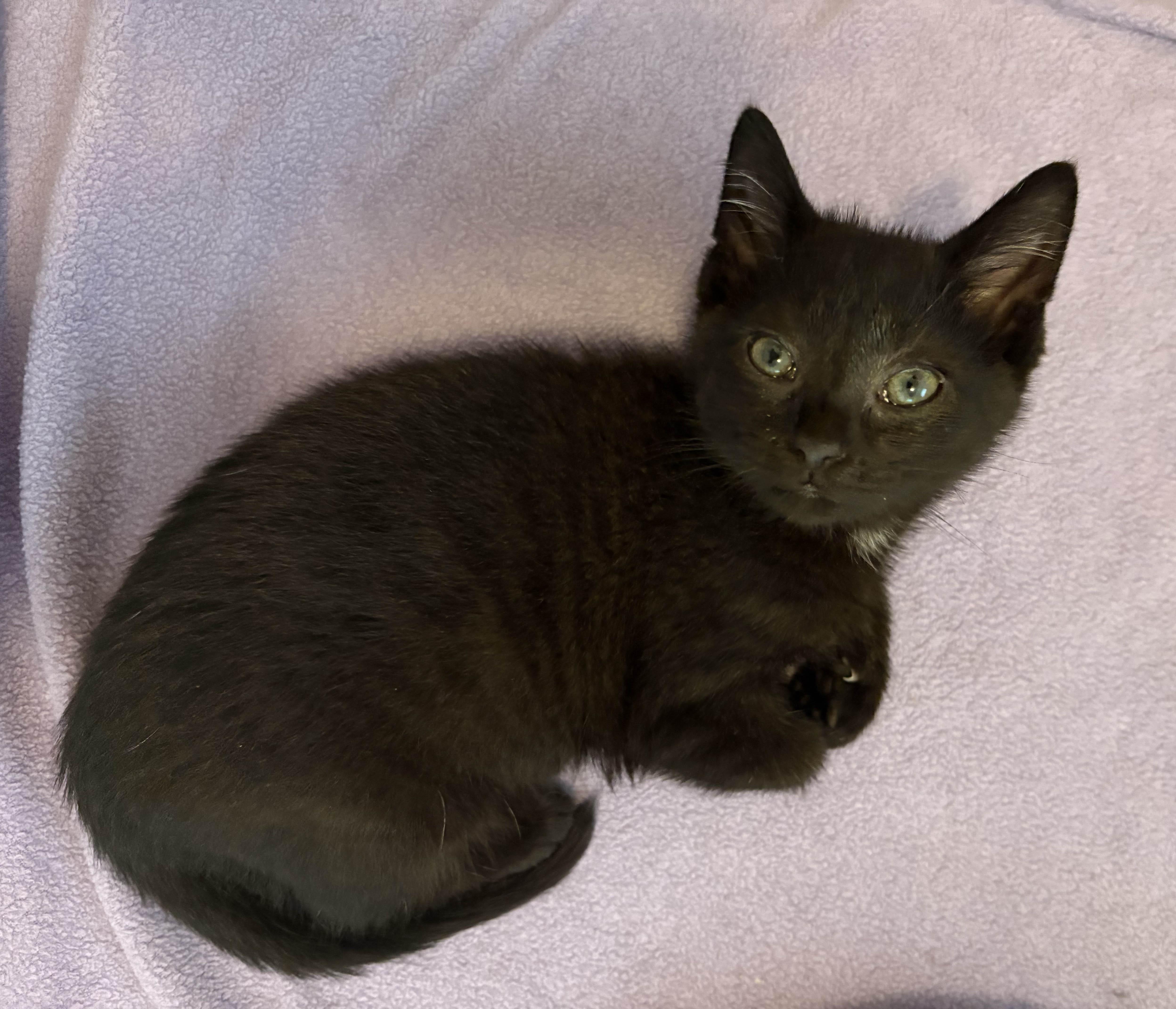 Sassy Skubal, Baby Female Domestic Medium Hair