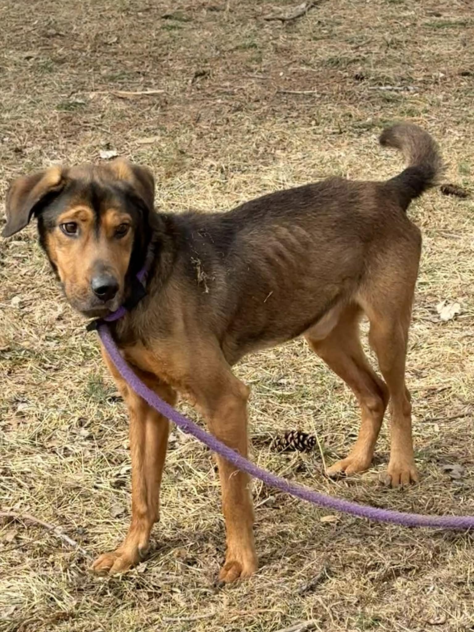 Enlarge Cooper (in a FOSTER home), a ADOPTABLE mixed breed in Springfield, IL image 2/4