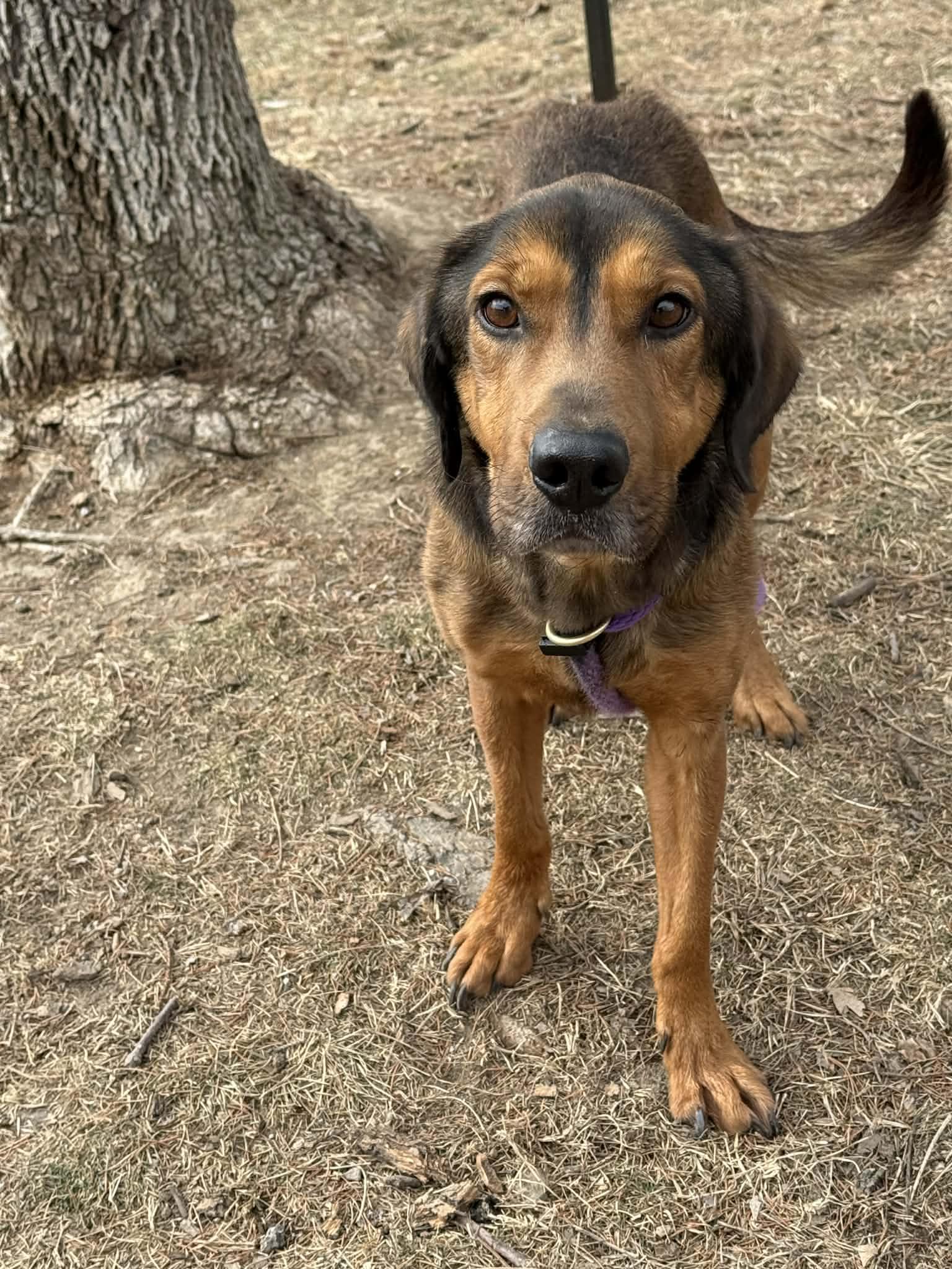 Enlarge Cooper (in a FOSTER home), a ADOPTABLE mixed breed in Springfield, IL image 3/4